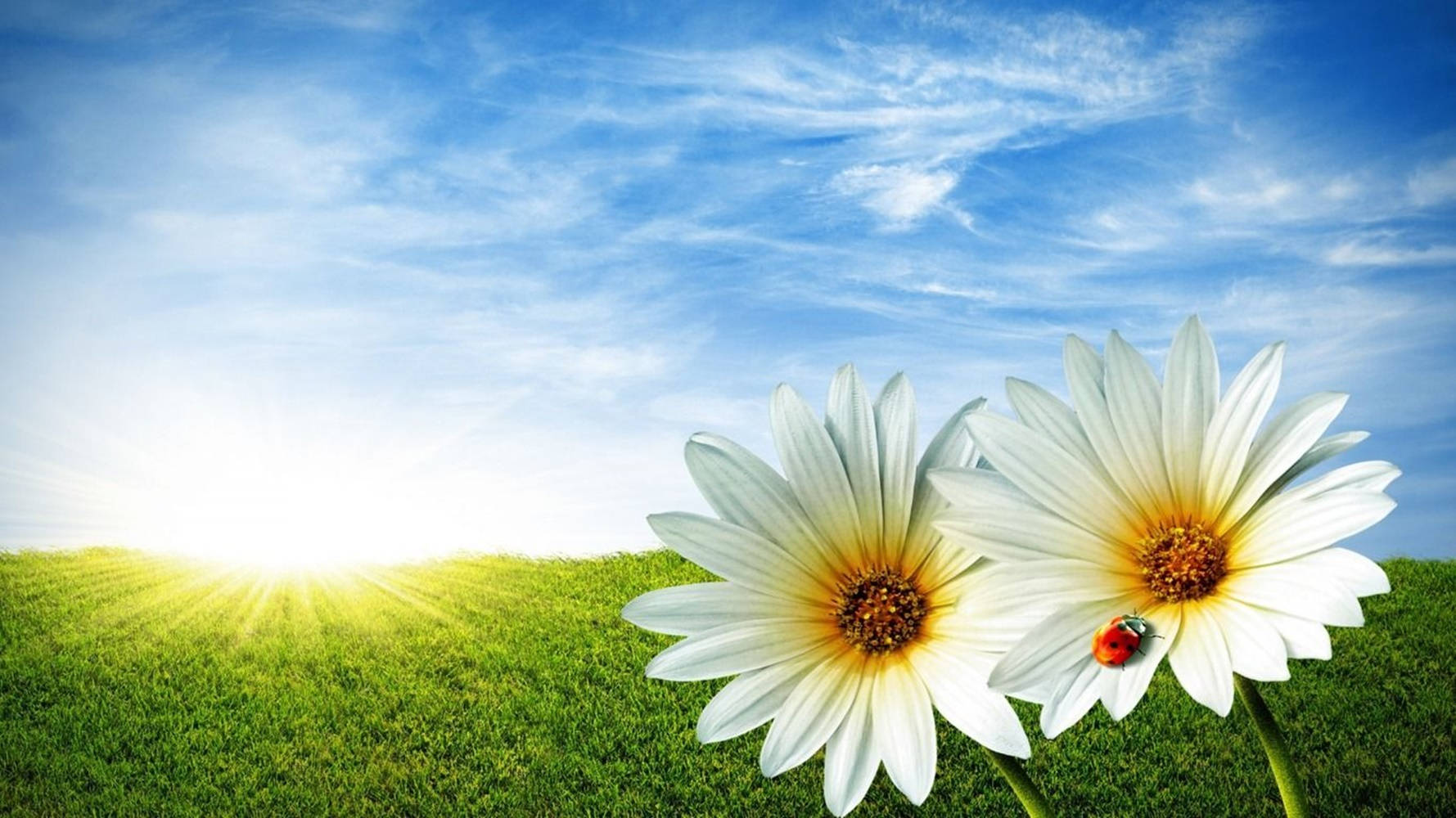Sunshine Daisies Grass, white daisies, yellow centers, HD Desktop Wallpaper
