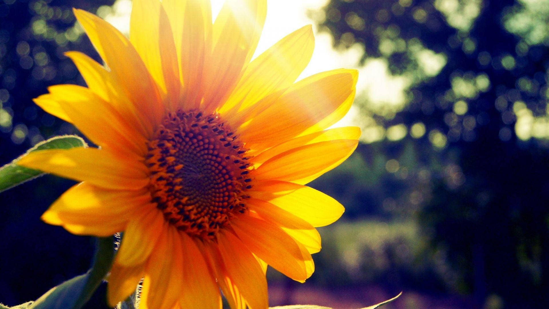 sunflower, golden sunlight, softly blurred green background, Full HD Desktop Wallpaper