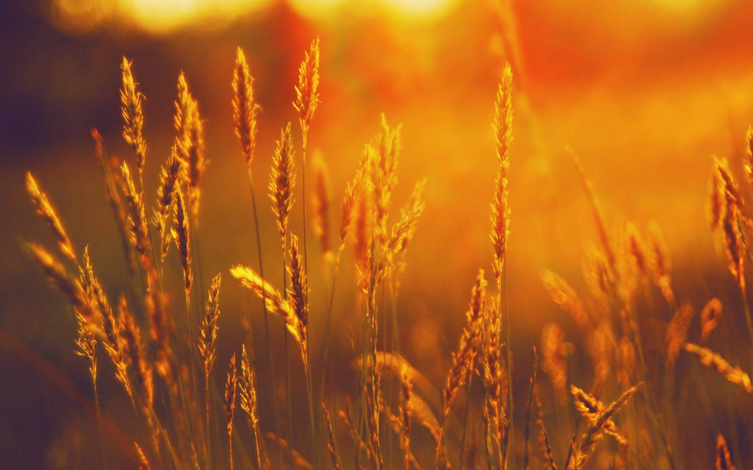 Sunshine, wheat plants, golden grasses, 2K Desktop Wallpaper