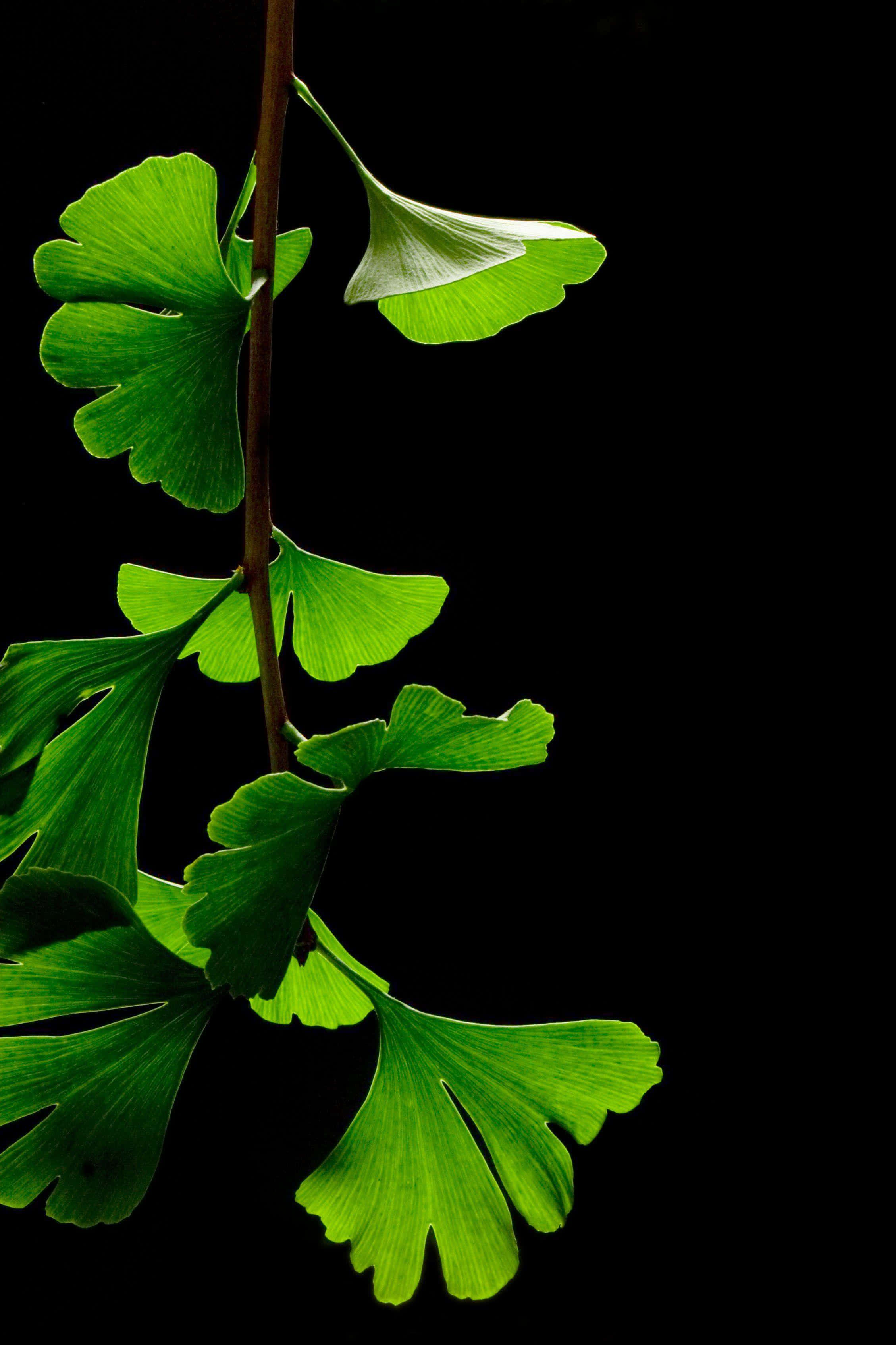 Green Leaves, Super Amoled Display, ginkgo leaves, 2K Phone Wallpaper