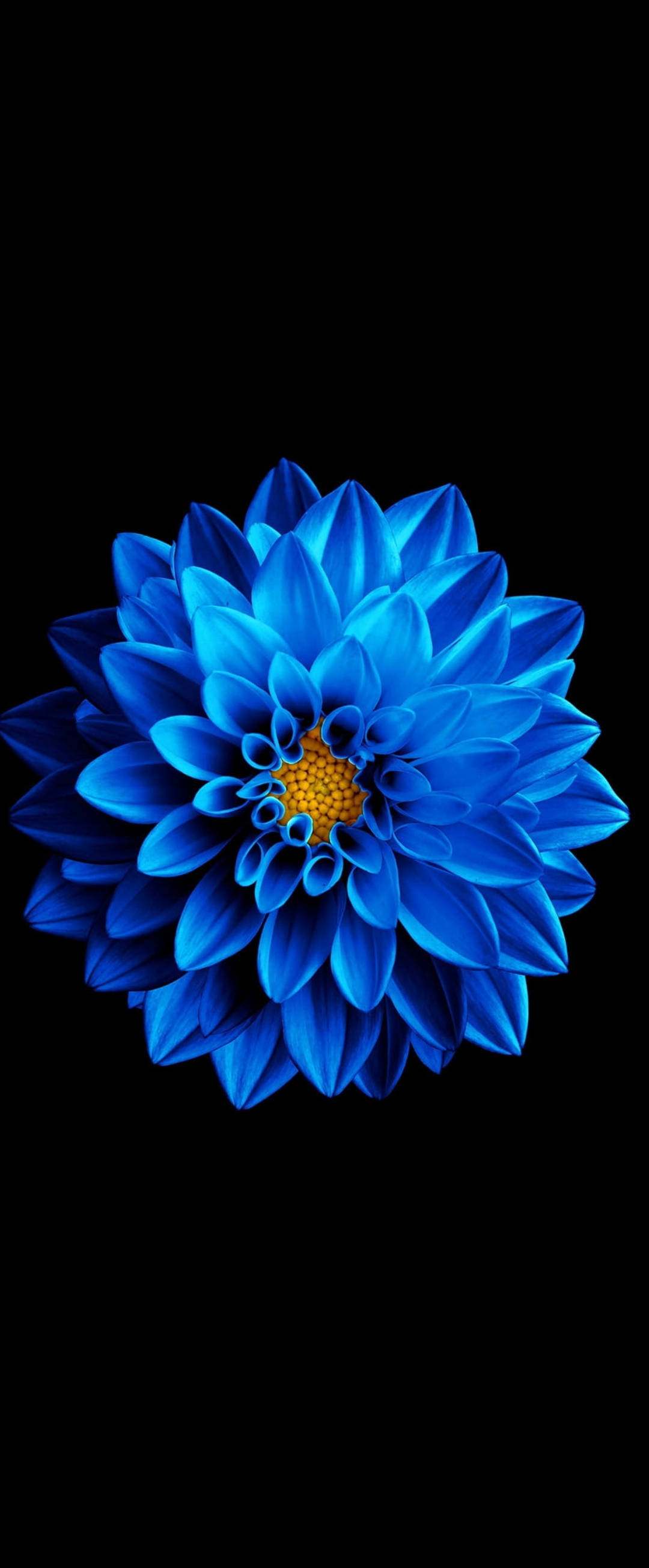 Super Amoled, blue zinnia, vibrant blue dahlia, 2K Phone Wallpaper