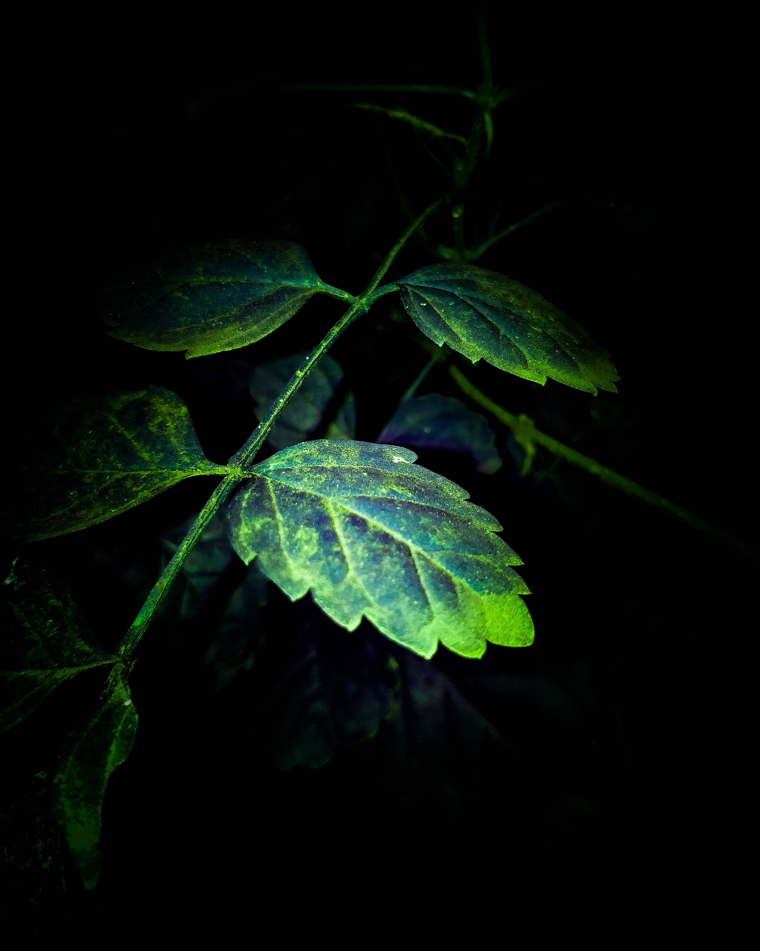 Super Amoled, green leaves, glowing green leaf branch, 4K Phone Wallpaper