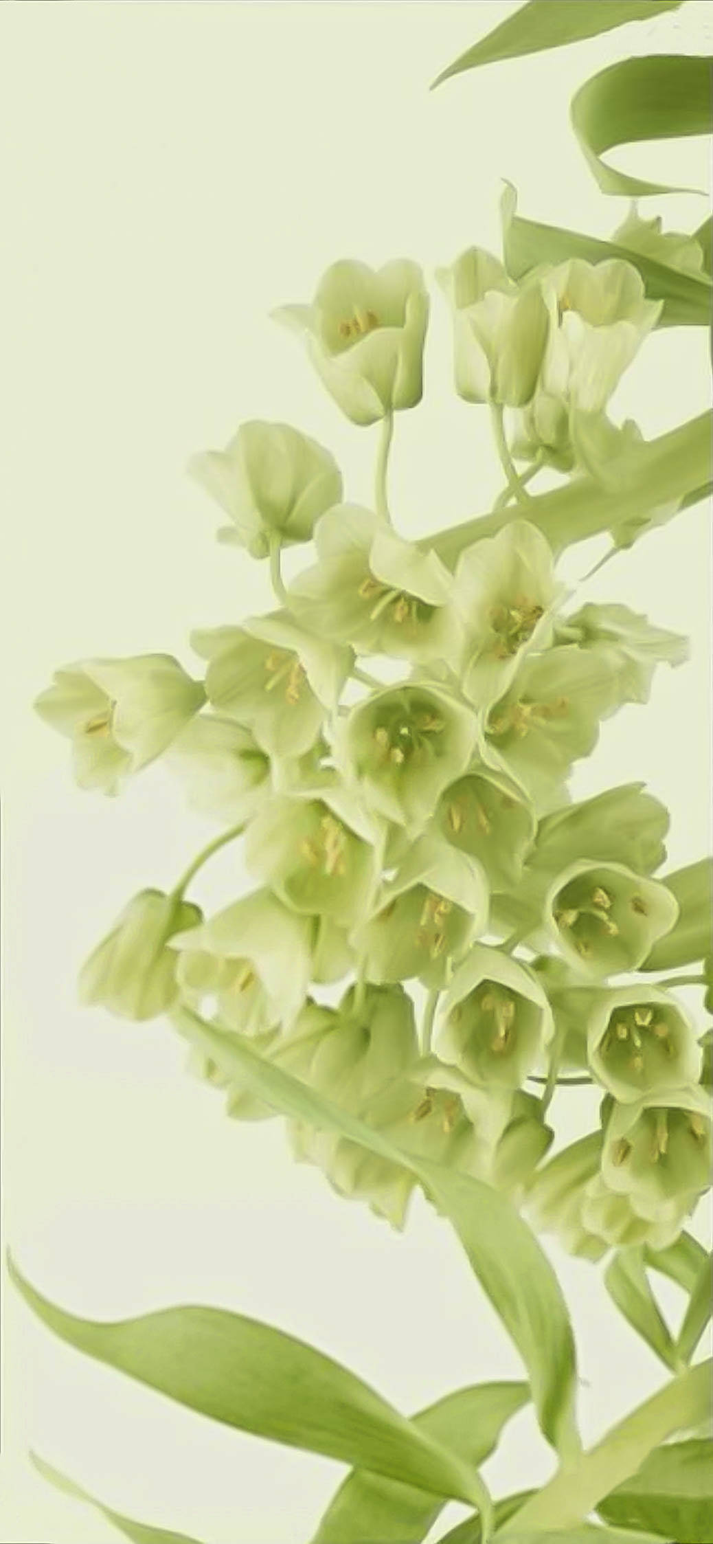 Super Light Green Flowers Phone, pale green, bell-shaped flowers, Full HD Phone Wallpaper