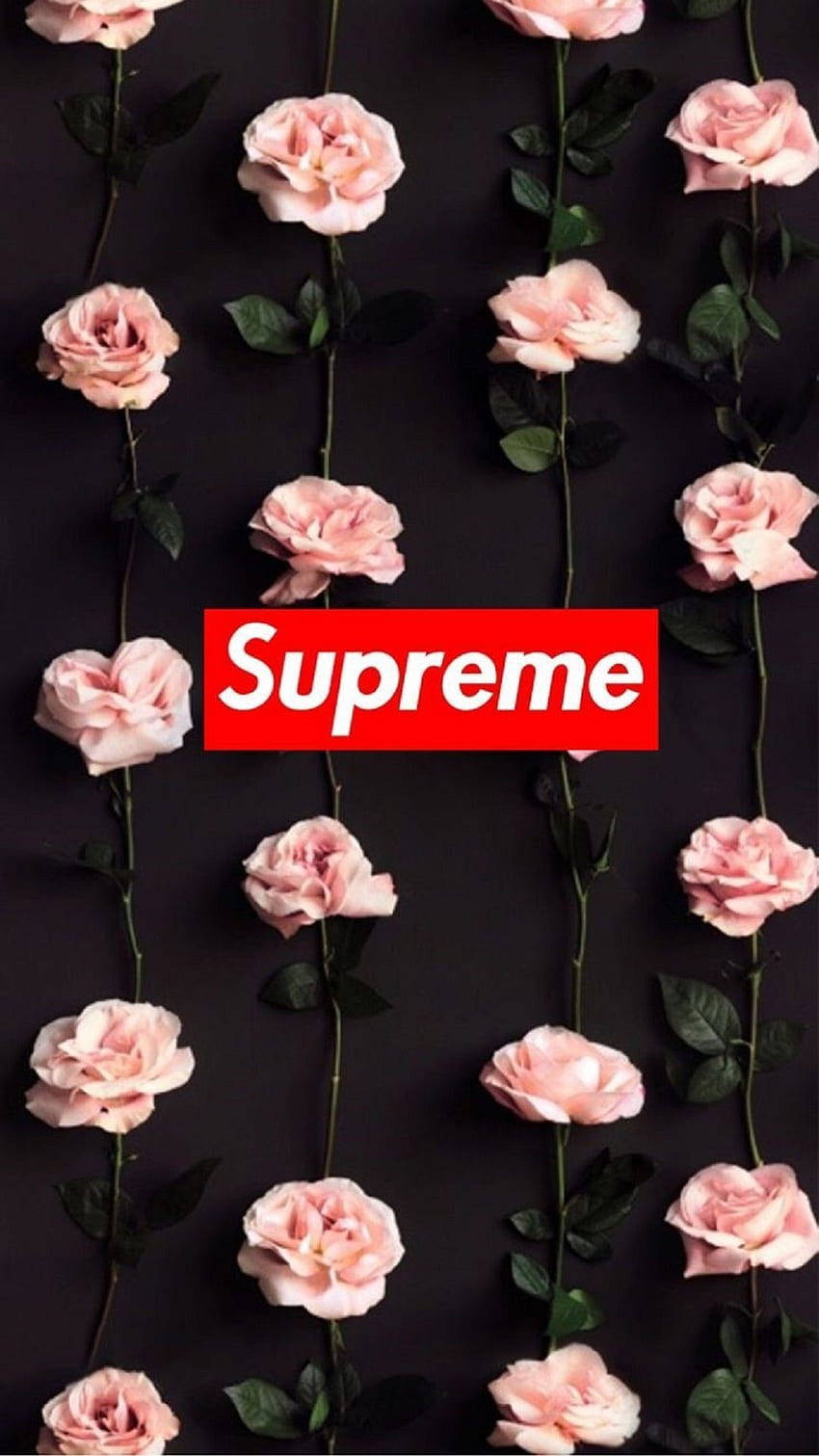 Supreme, pink roses, green stems, HD Phone Wallpaper