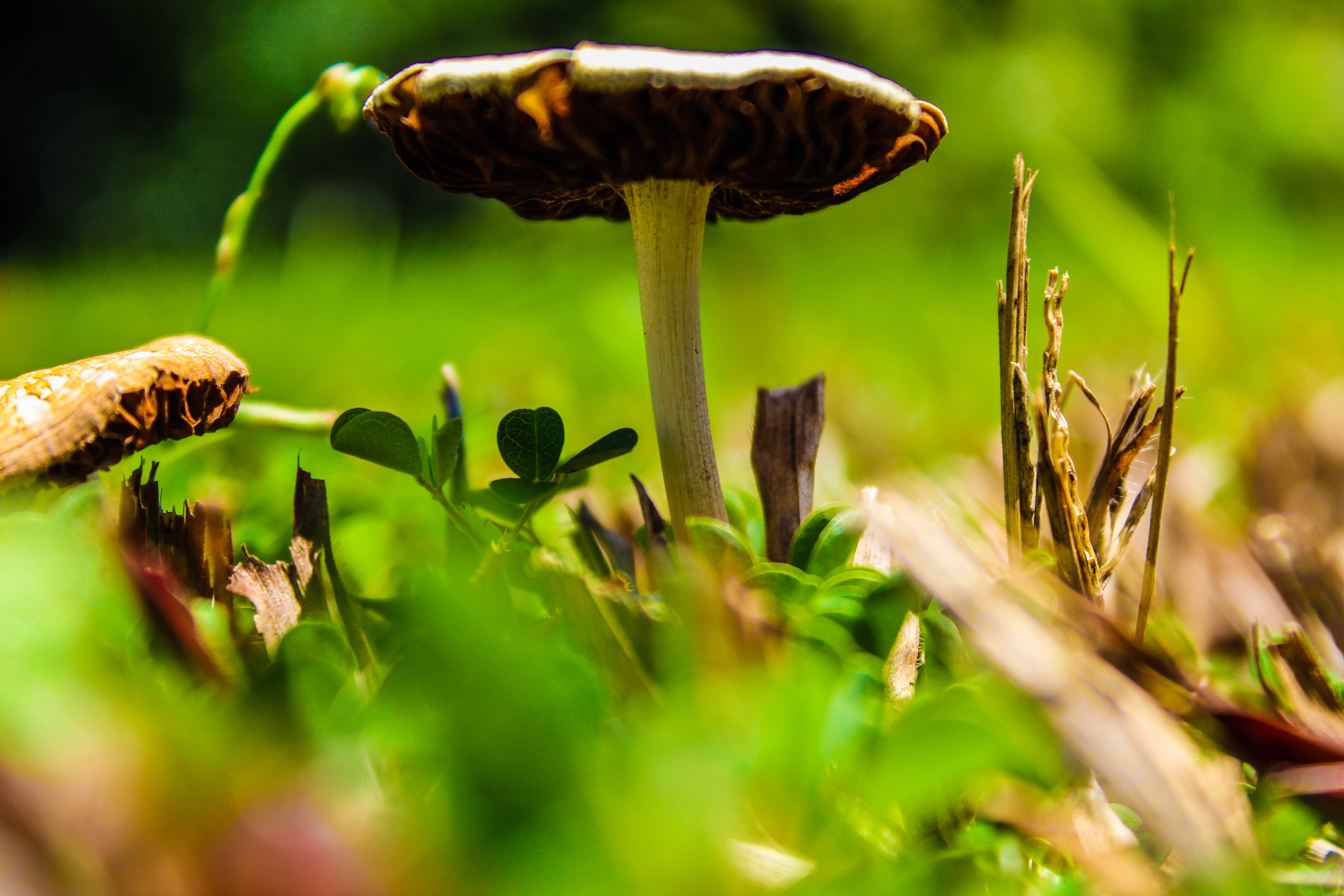 Suriname, mushroom, brown-capped, 5K Desktop Wallpaper