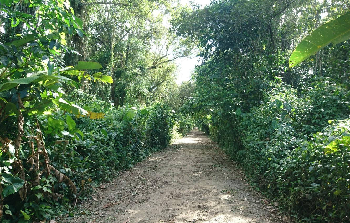 Suriname, garden, dirt path, HD Desktop Wallpaper