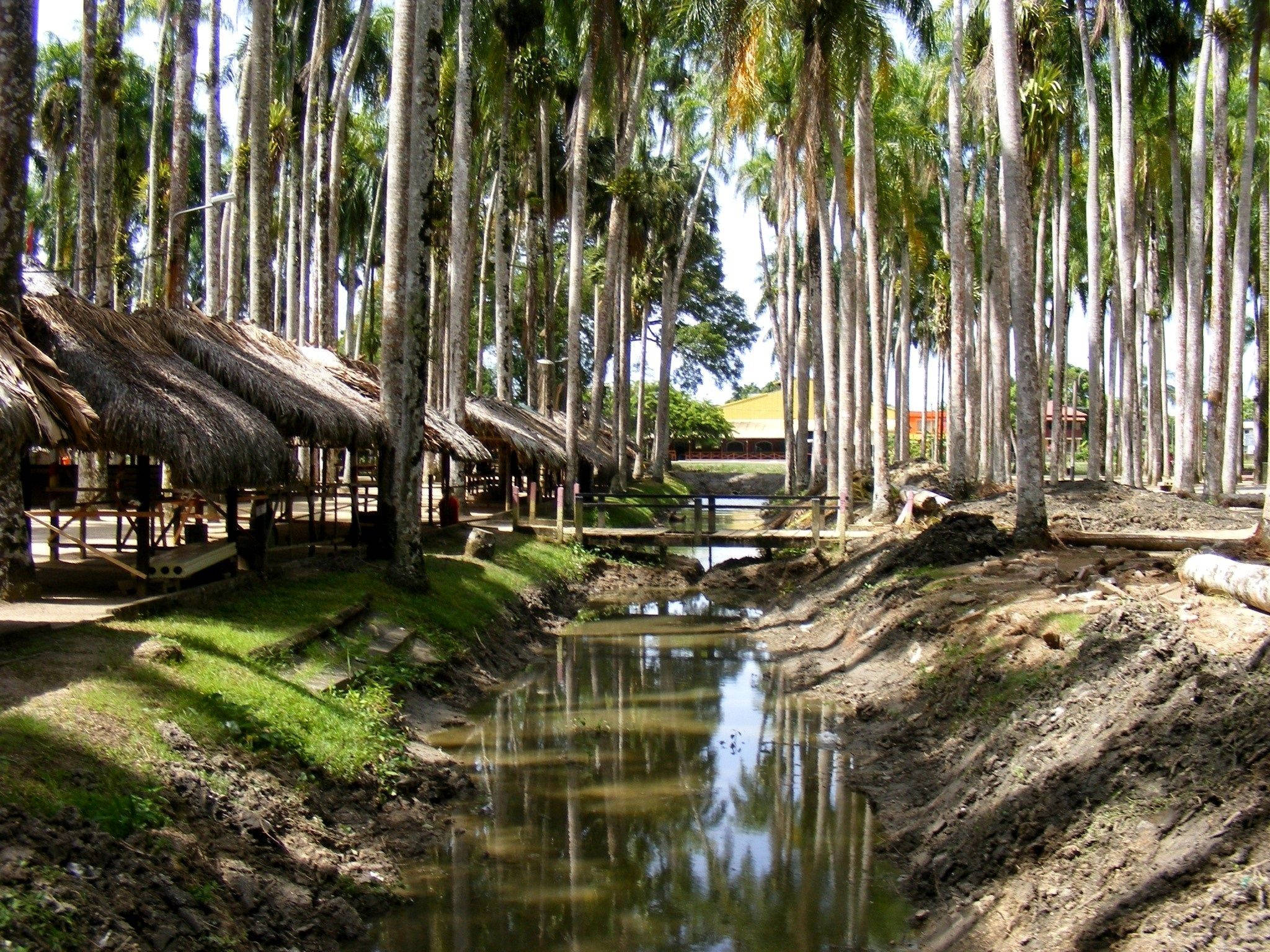 Suriname, coconut trees, muddy creek, Full HD Desktop Wallpaper
