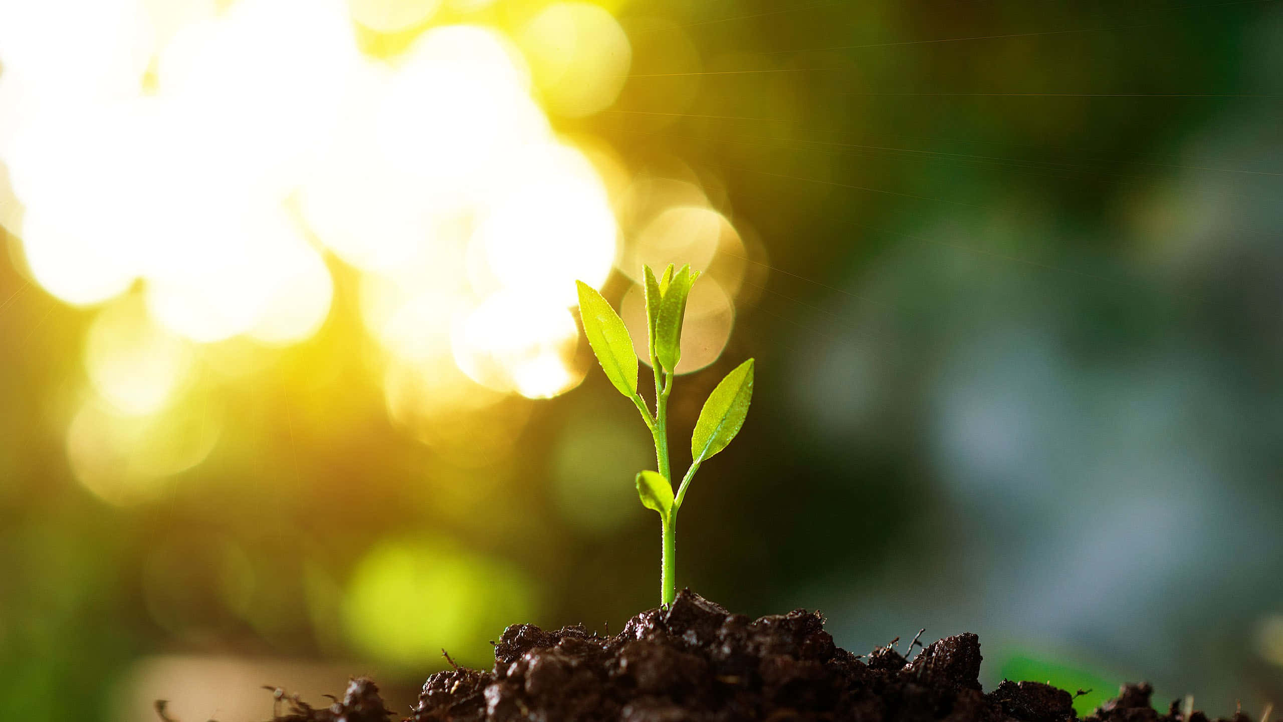 green seedling, rich soil, warm golden sunlight, 2K Desktop Wallpaper