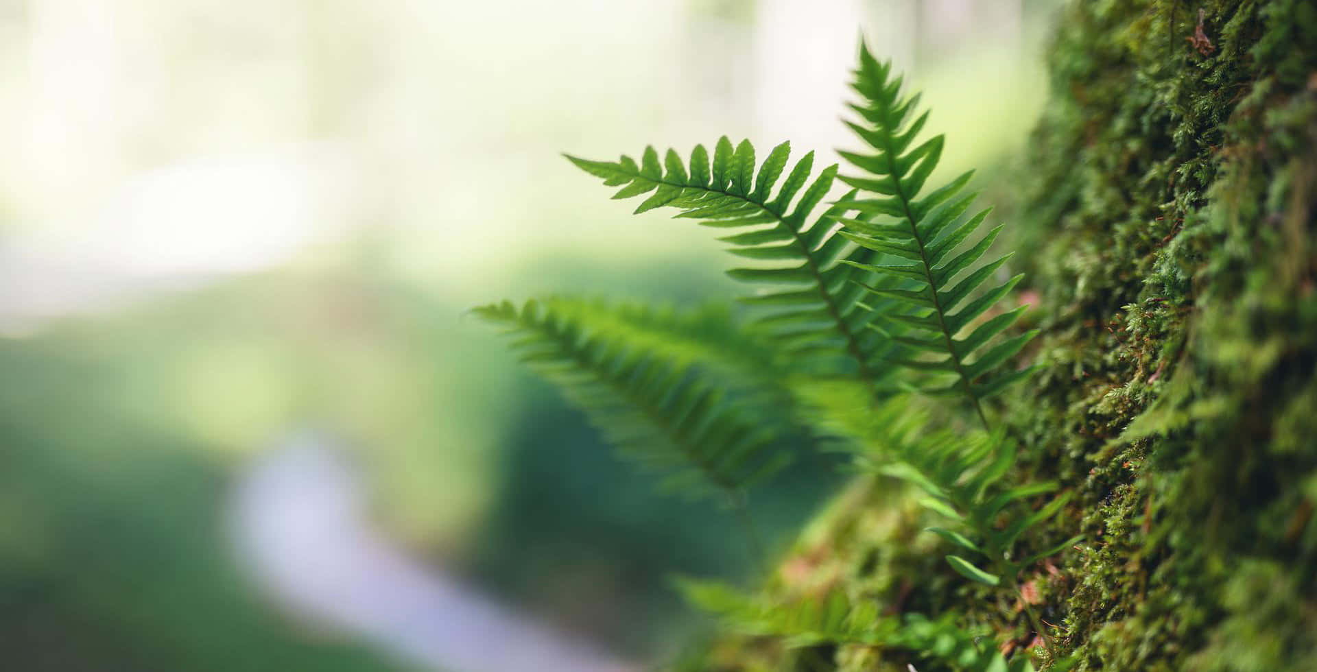 vibrant green fern, mossy tree trunk, sun-dappled forest, Full HD Desktop Wallpaper