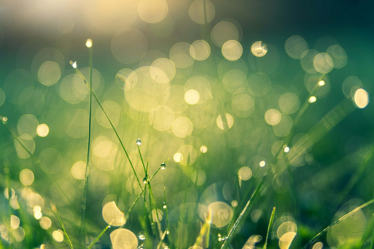 Sustainability, grass, dewy grass blades, HD Desktop Wallpaper