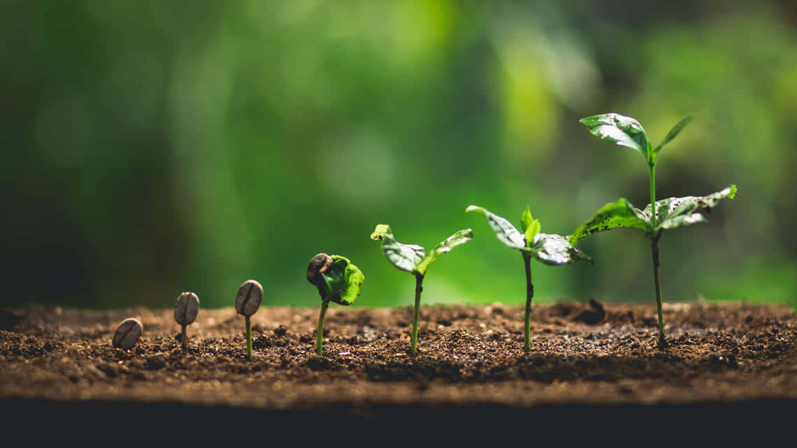seedlings, rich soil, soft green bokeh background, SD Desktop Wallpaper