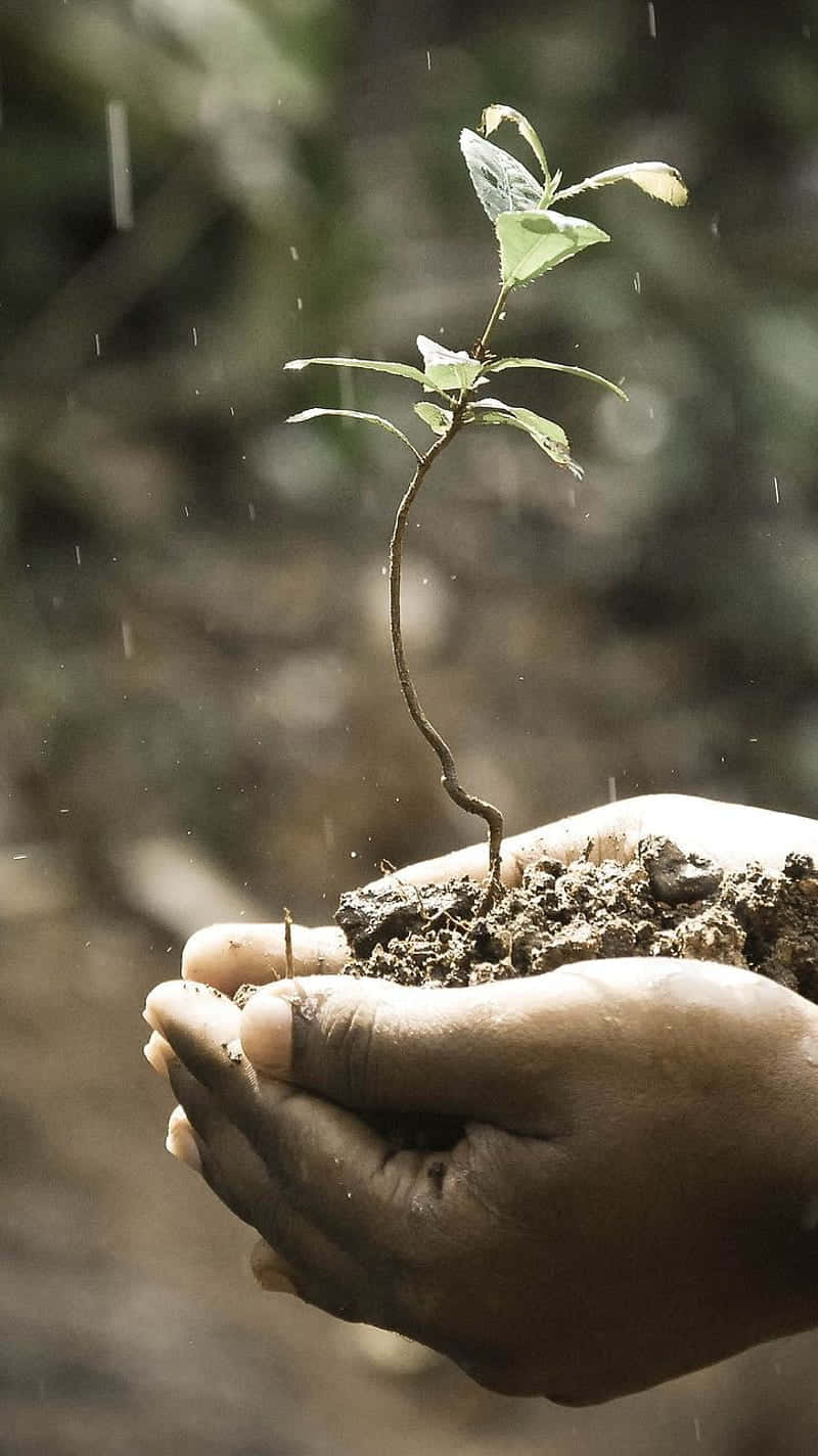plant phone, sapling, soil, HD Phone Wallpaper