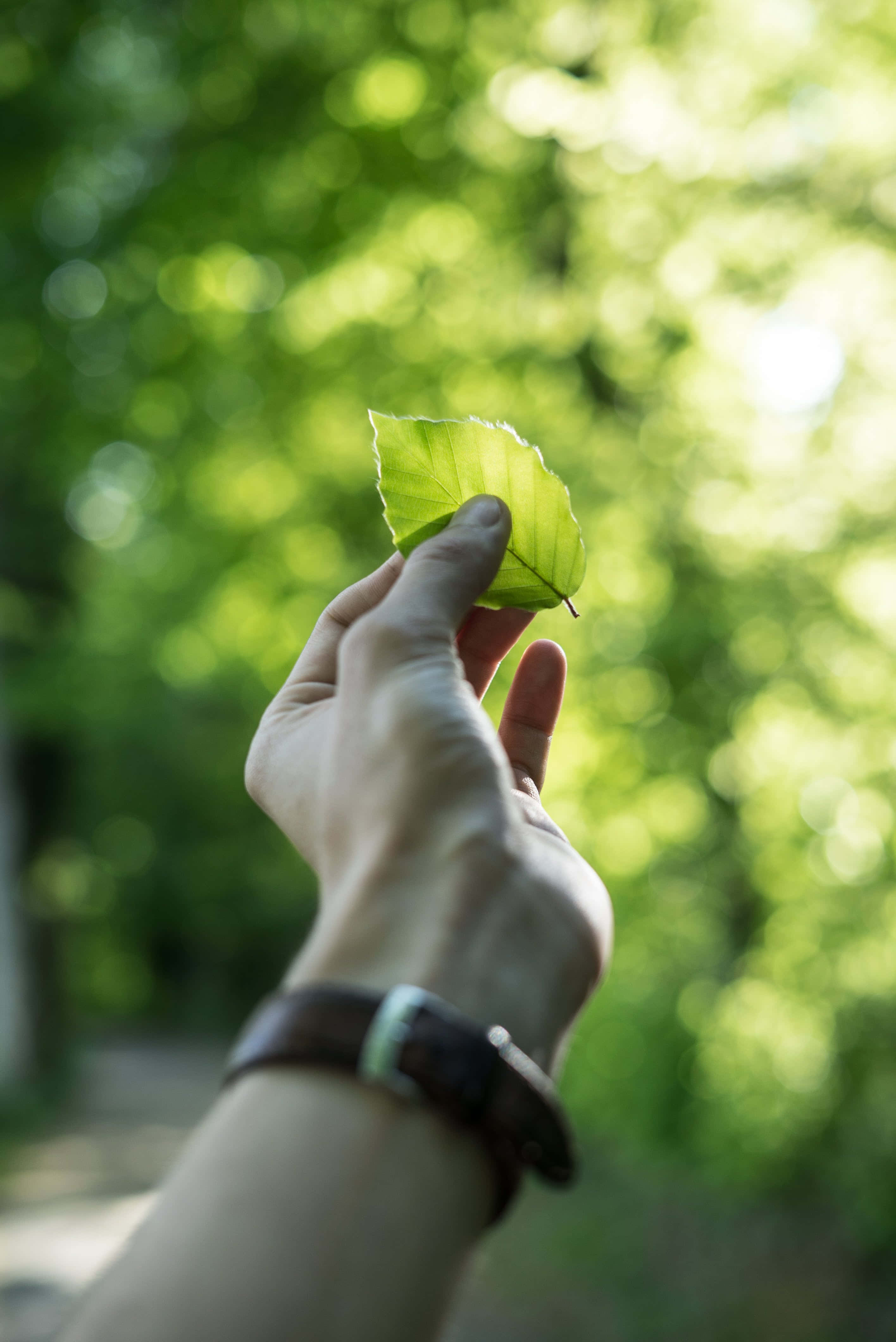 Sustainability, vibrant green leaf, sunlit forest, 4K Phone Wallpaper