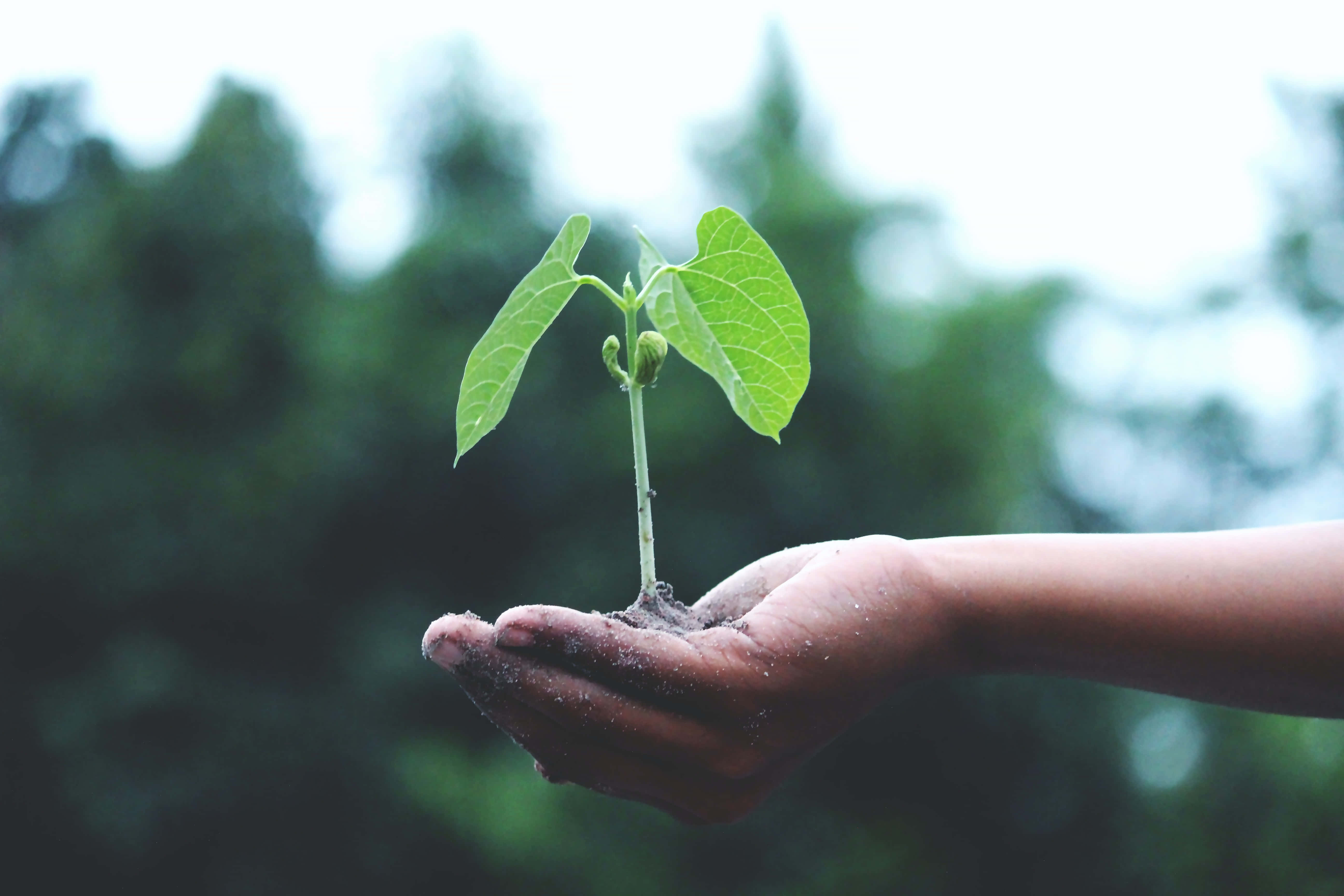 Sustainability Palm Plant, small green seedling, soil, 5K Desktop Wallpaper