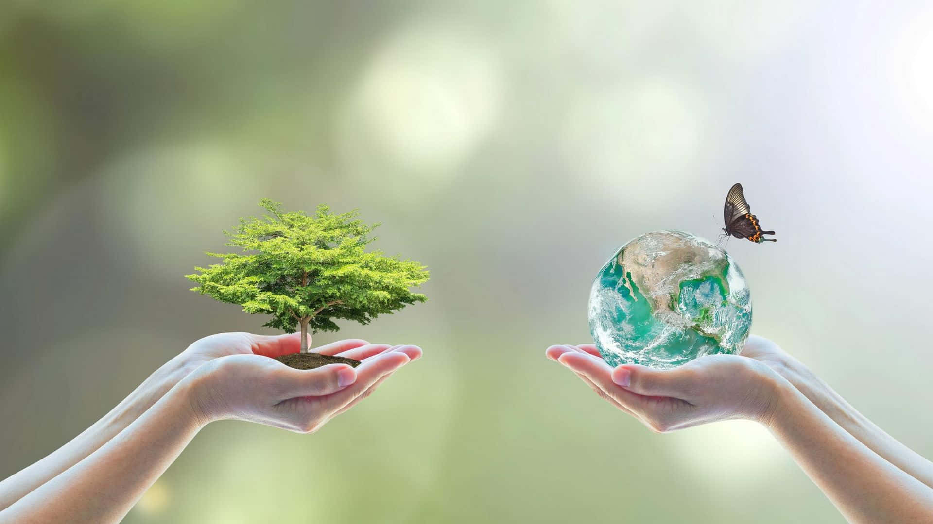 Sustainability, hands, small tree, Full HD Desktop Wallpaper