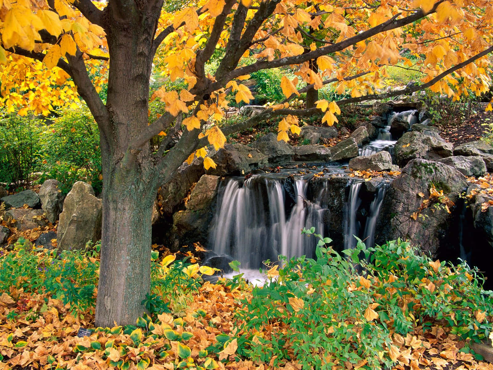 golden autumn leaves, serene waterfall, mossy rocks, HD Desktop Wallpaper