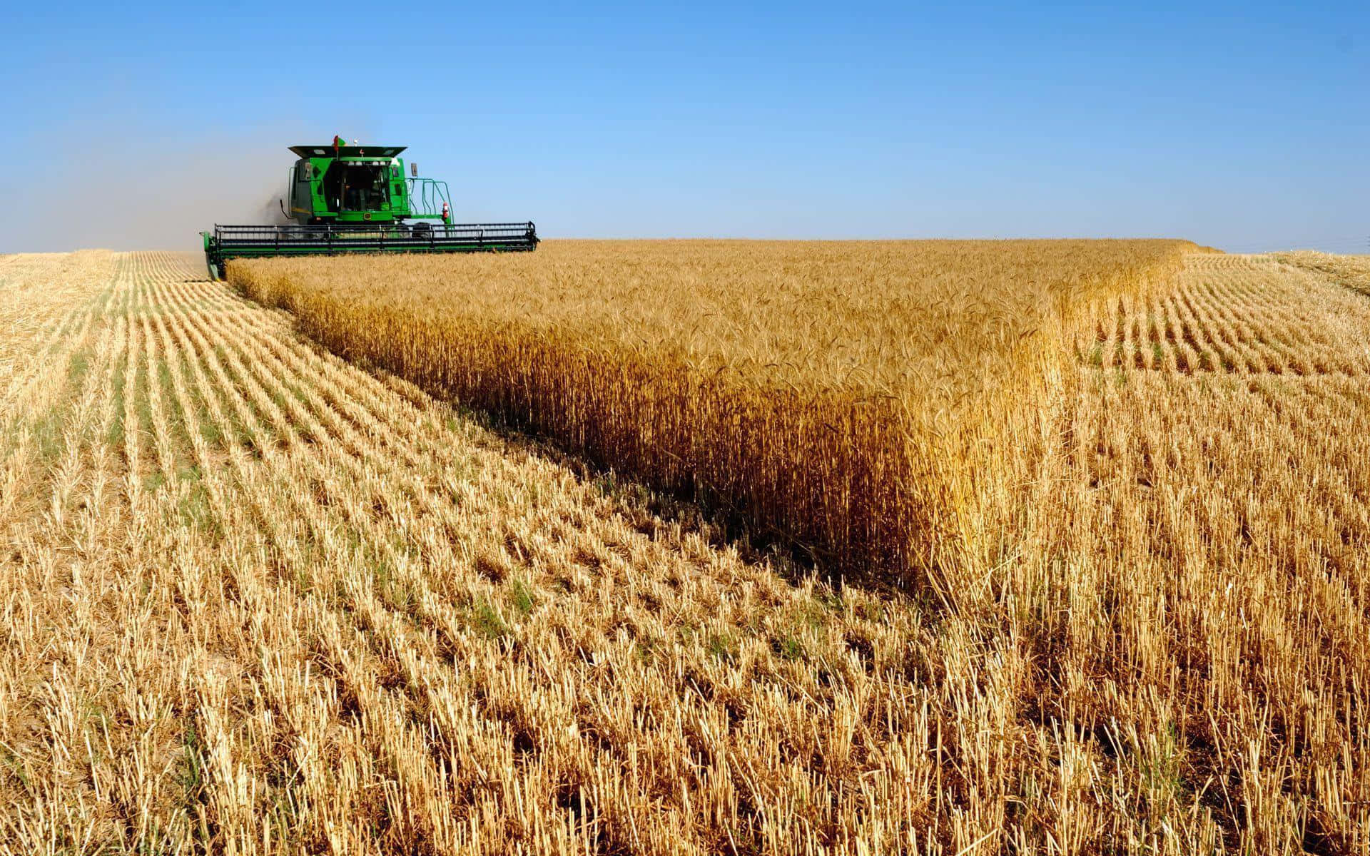 green combine harvester, golden wheat field, clear blue sky, Full HD Desktop Wallpaper