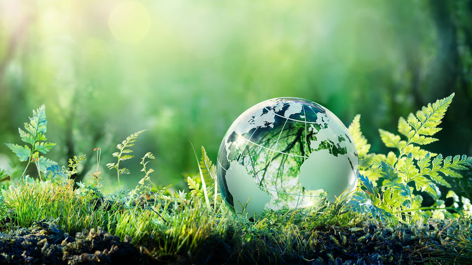 glass globe, lush green ferns, grass, Full HD Desktop Wallpaper