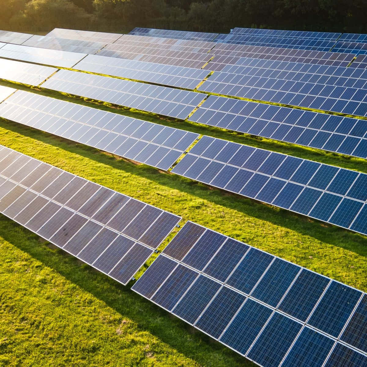 blue solar panels, vibrant green grass, golden sunlight, SD Desktop Wallpaper