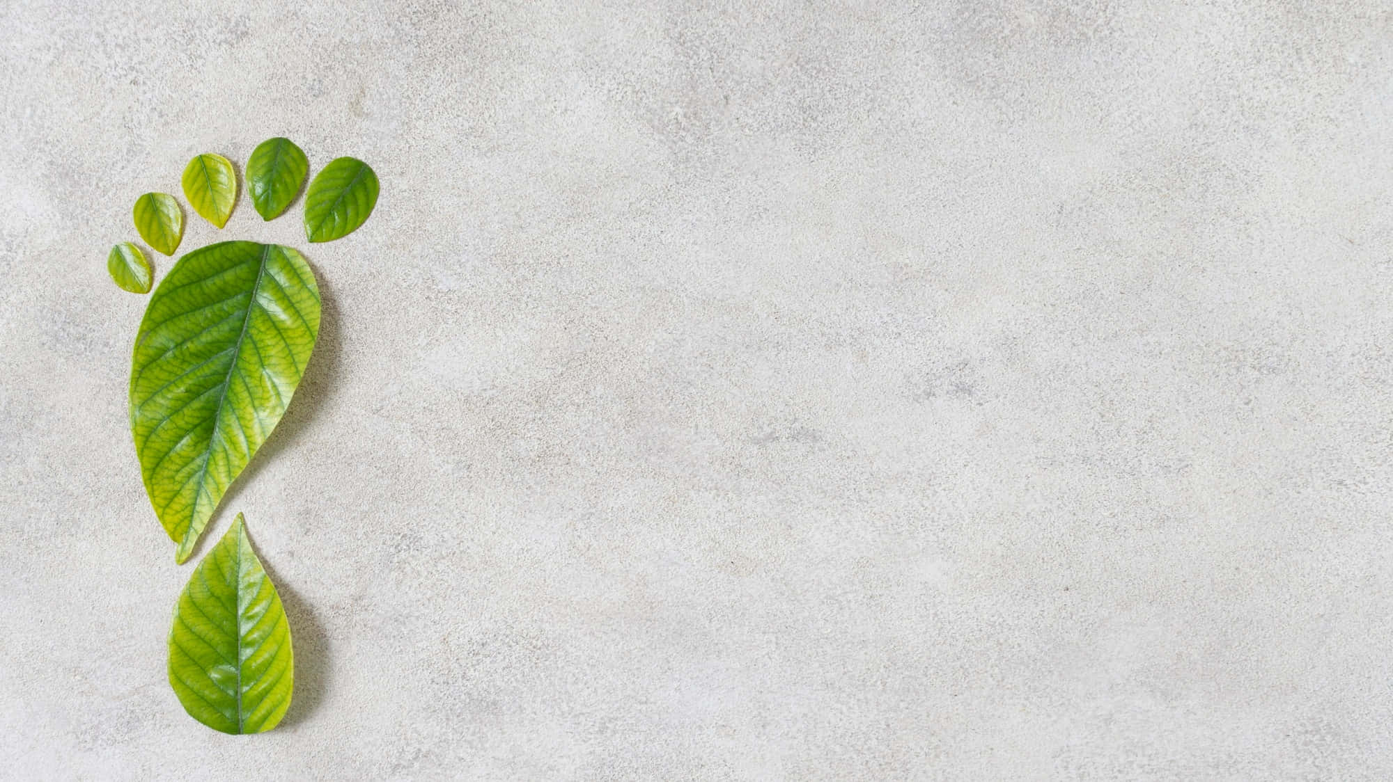 vibrant green leaves, textured light gray concrete surface, footprint, Full HD Desktop Wallpaper