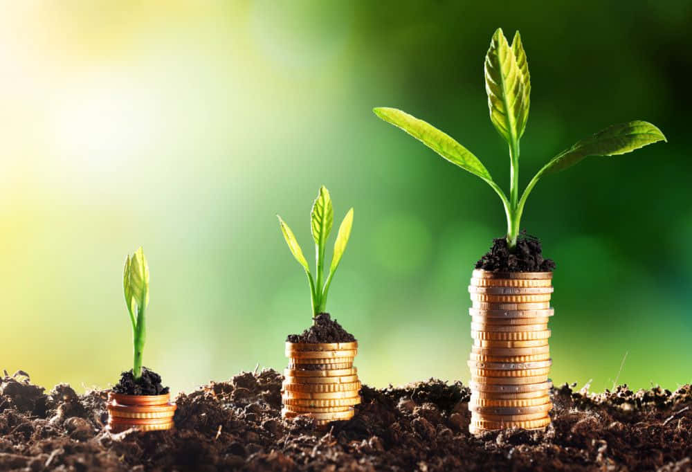 green finance, golden coins, sprouting plants, SD Desktop Wallpaper