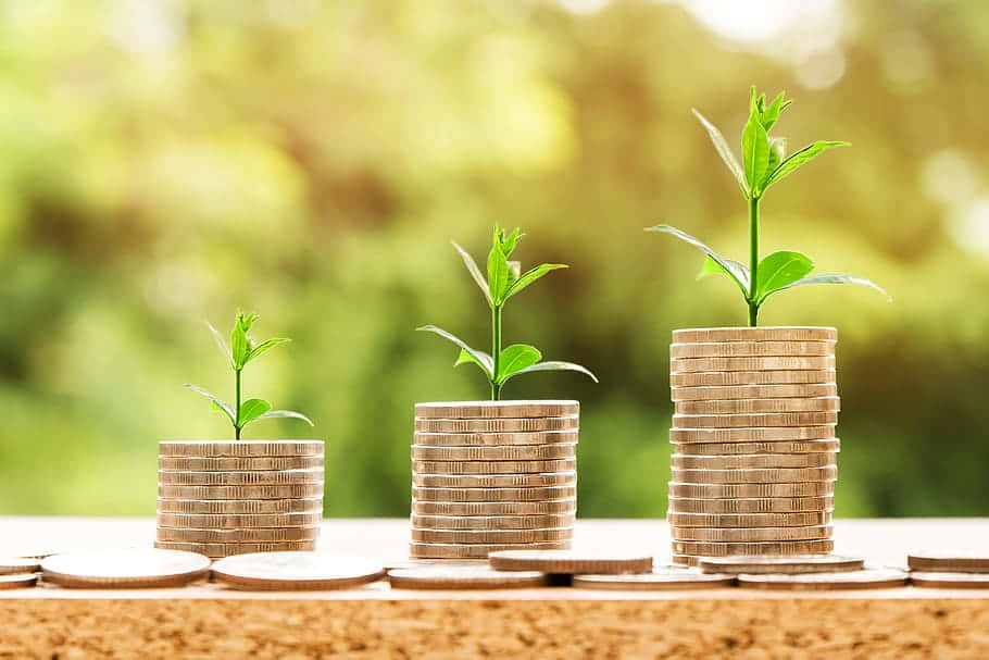 green finance, coins, green plant, SD Desktop Wallpaper