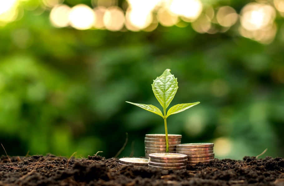 green finance 911, vibrant green sprout, stack of coins, SD Desktop Wallpaper