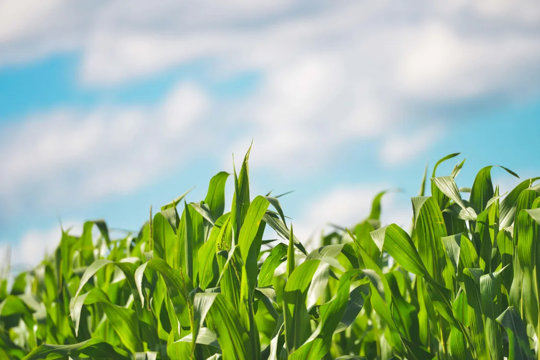 Sustainable Agriculture