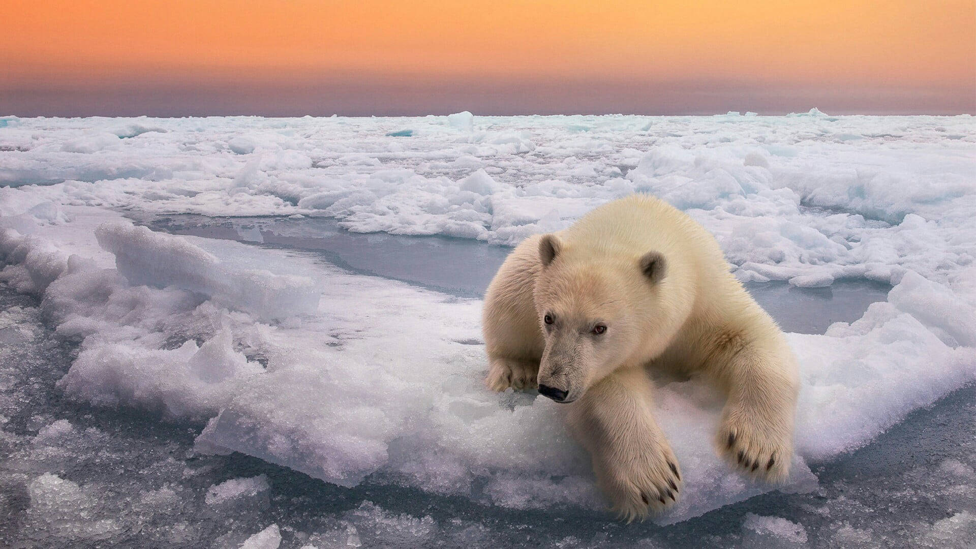 Svalbard, polar bear, fragmented sea ice, Full HD Desktop Wallpaper