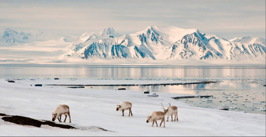 Svalbard, reindeer, snowy tundra, SD Desktop Wallpaper