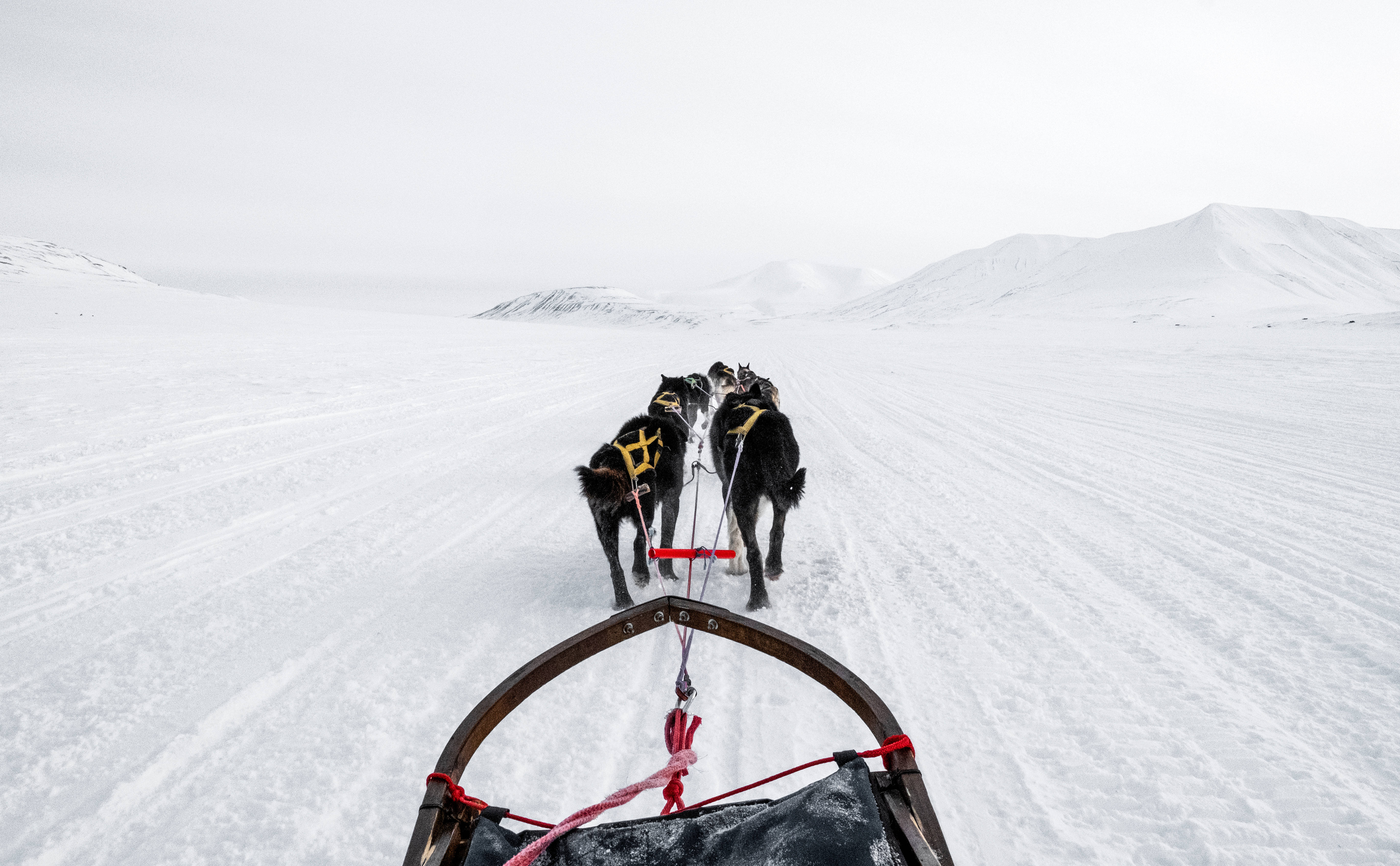 Svalbard, dog sled team, sled, 5K Desktop Wallpaper