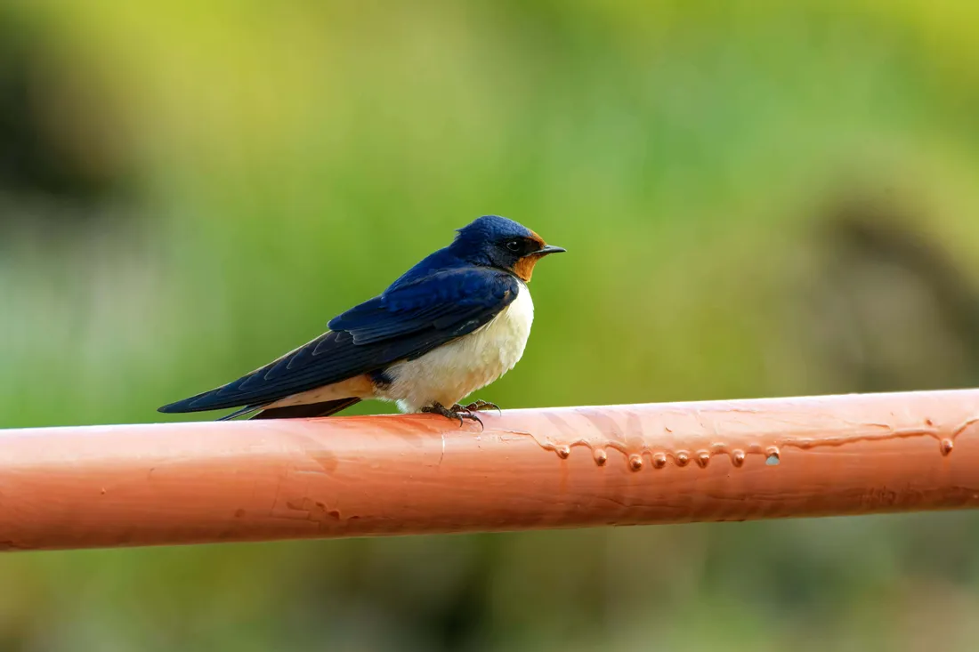 Swallow Bird