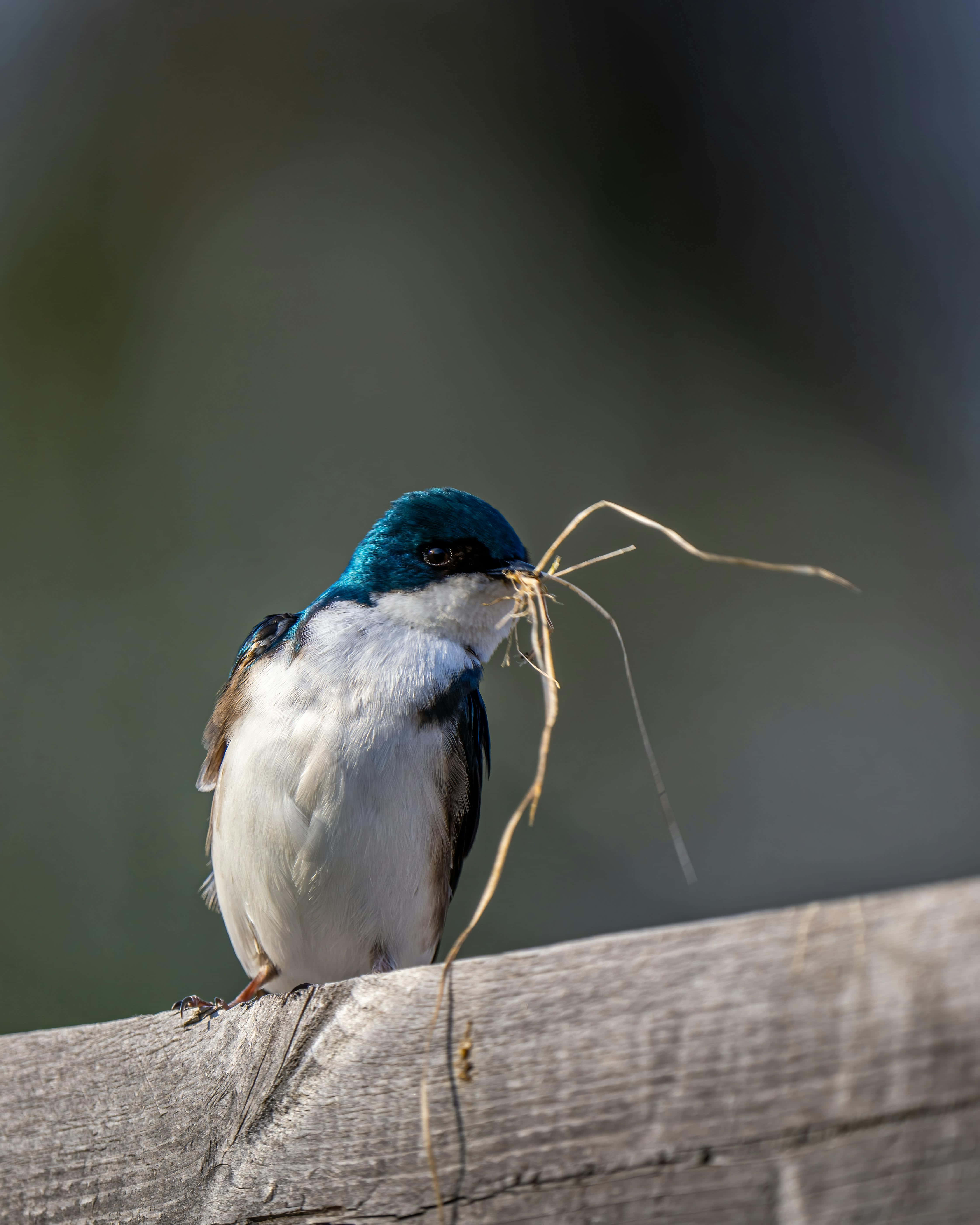 Swallow Bird, blue and white bird, weathered wooden fence, 5K Phone Wallpaper