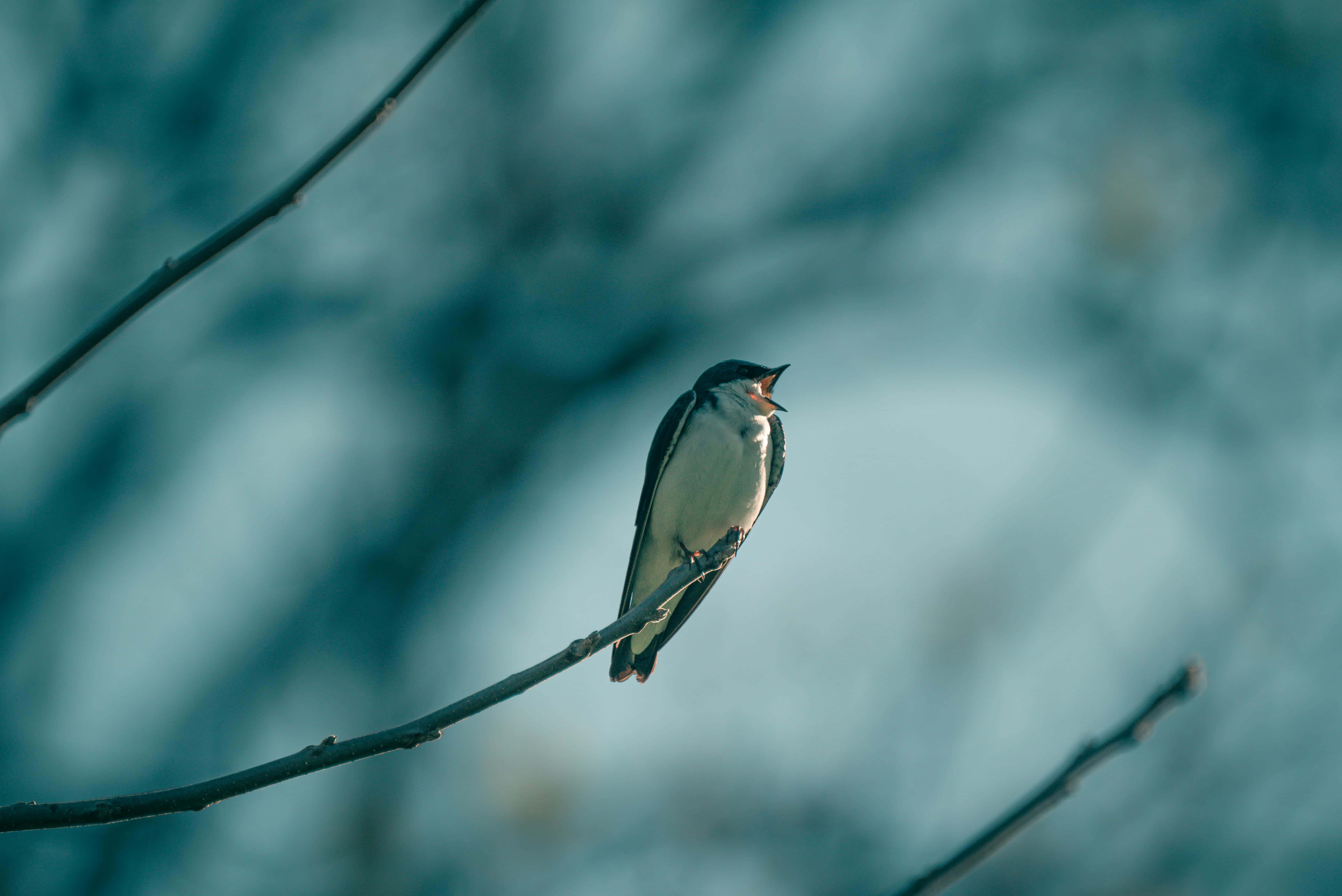 swallow, branch, teal, 5K Desktop Wallpaper