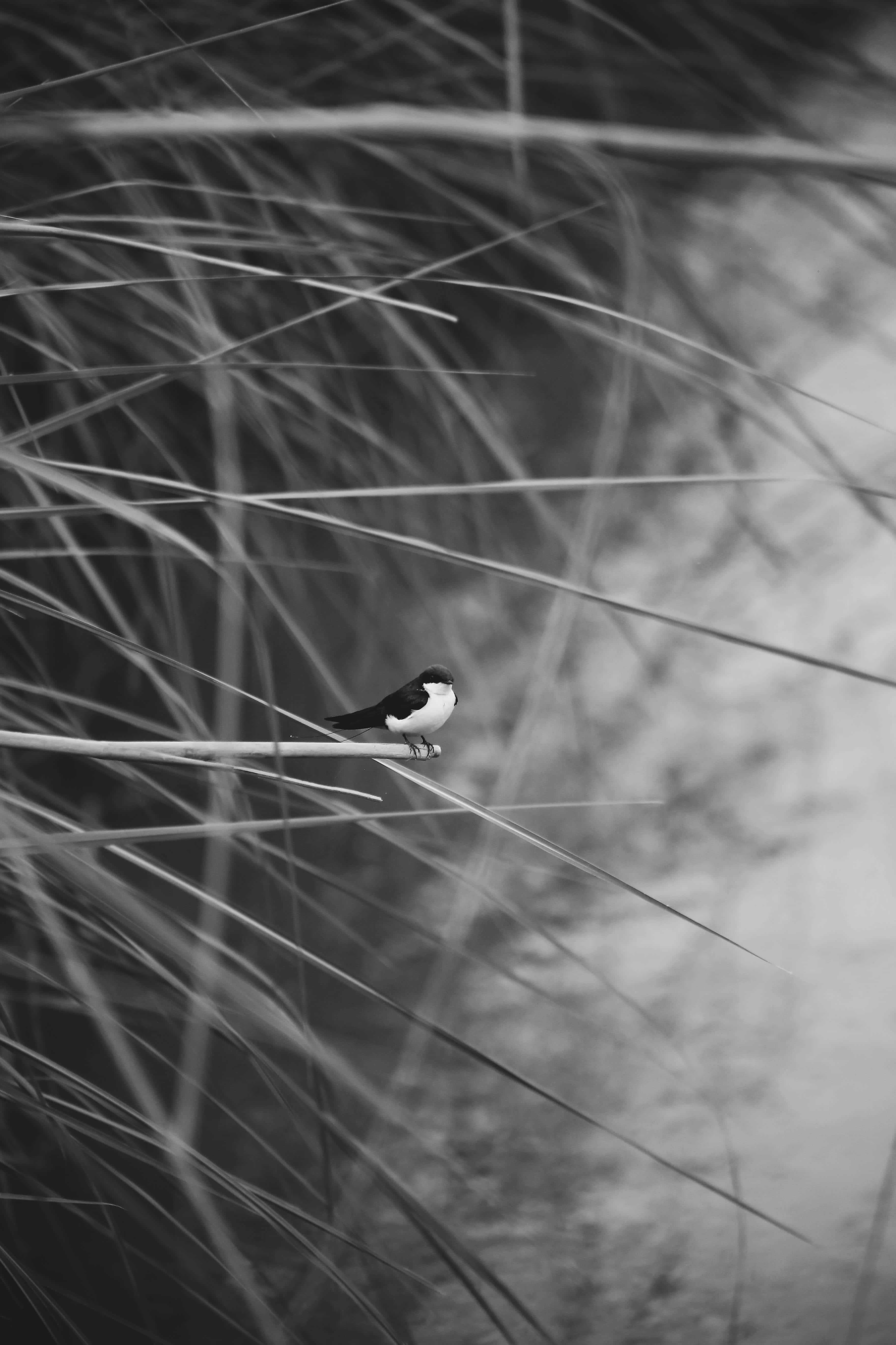 Swallow, monochrome reeds, tall grasses, 5K Phone Wallpaper