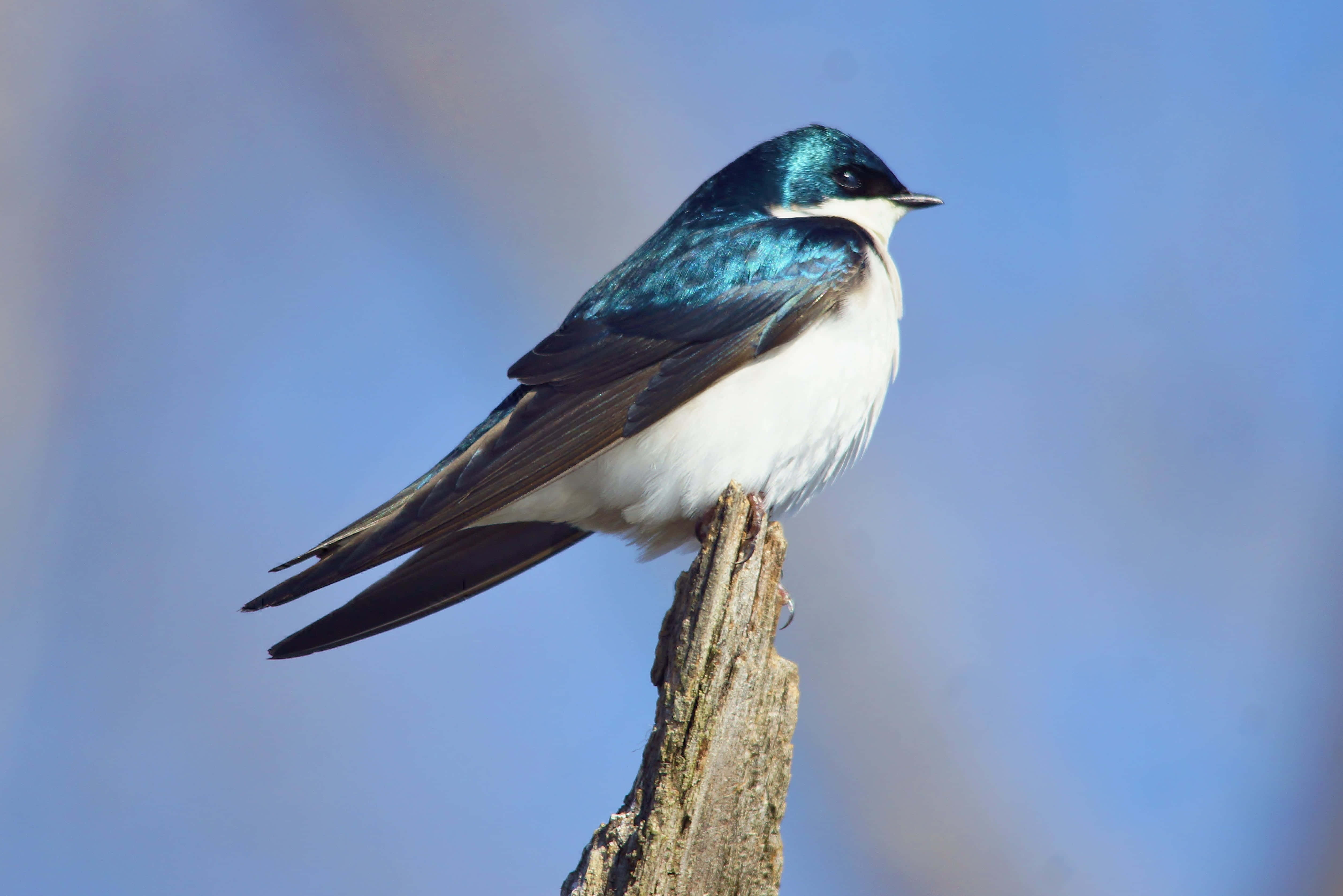 vibrant swallow, weathered wooden post, soft blue sky, 4K Desktop Wallpaper