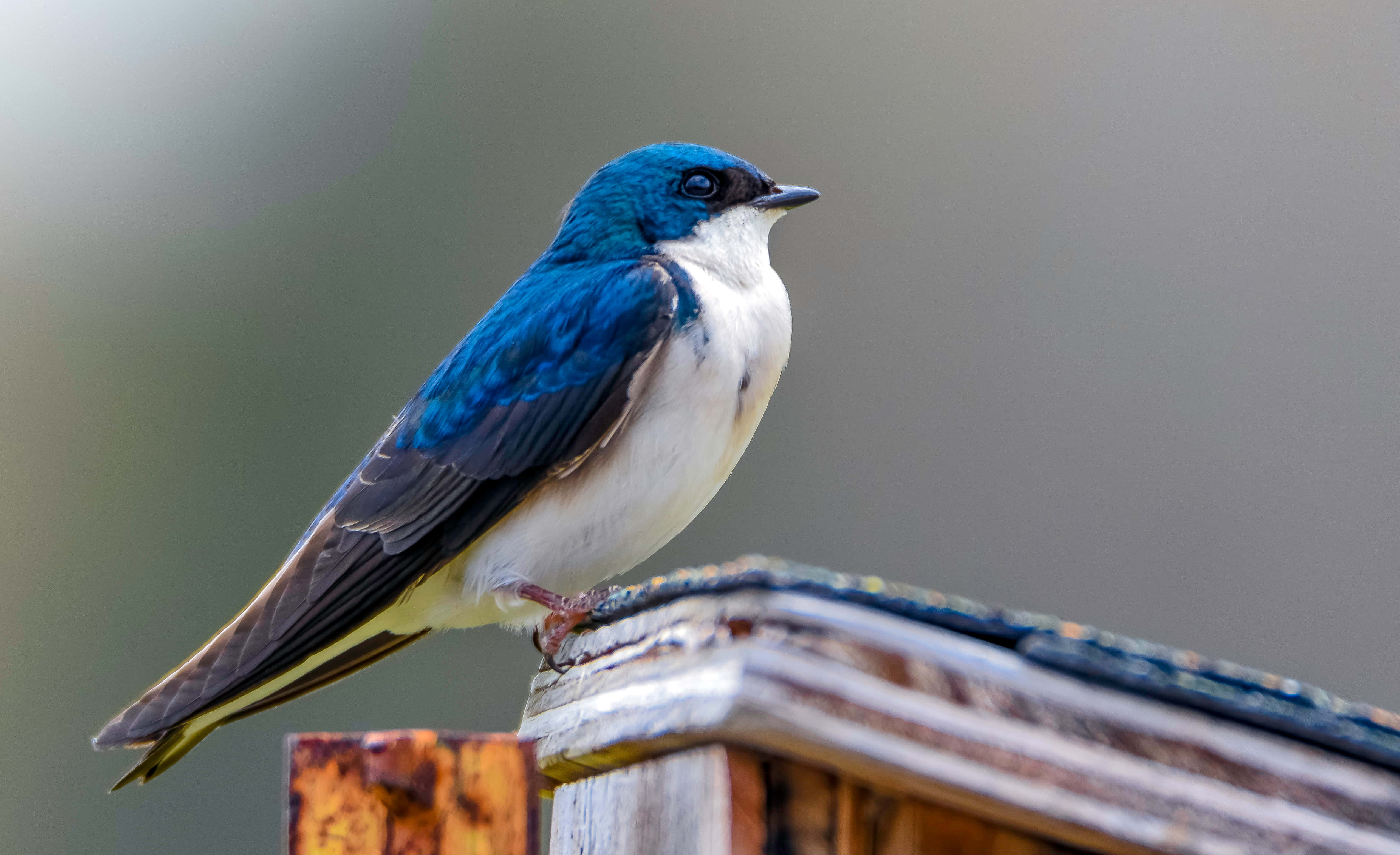 blue and white swallow, weathered wooden post, soft blurred background, 4K Desktop Wallpaper