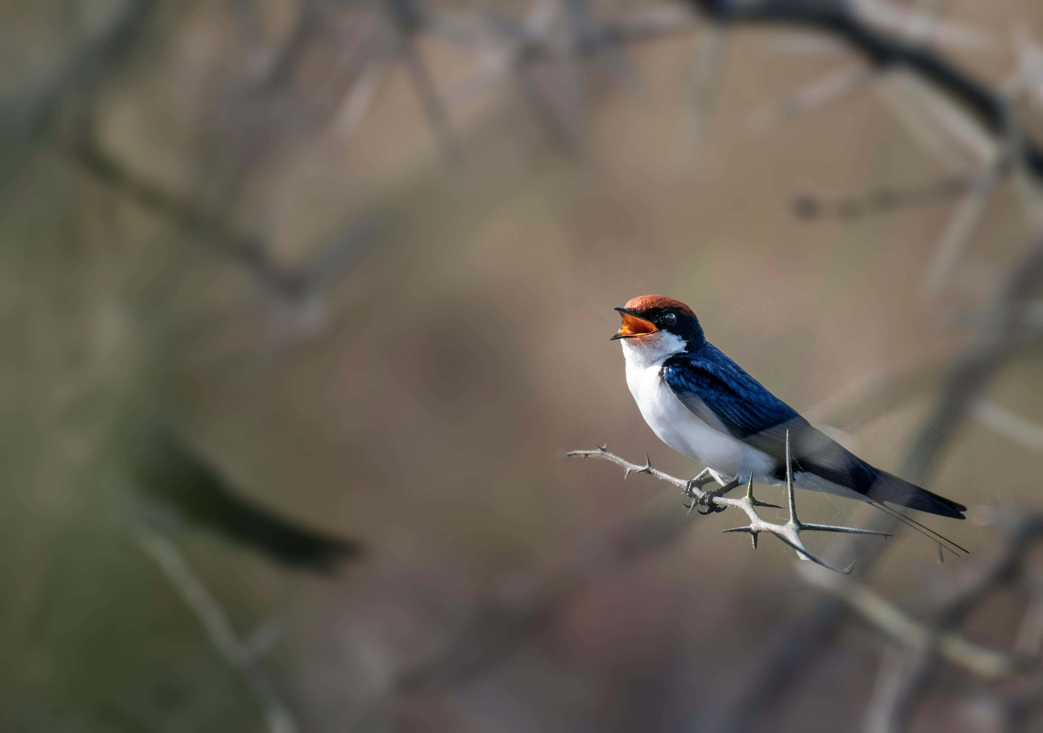 Swallow, red crown, blue wings, 4K Desktop Wallpaper