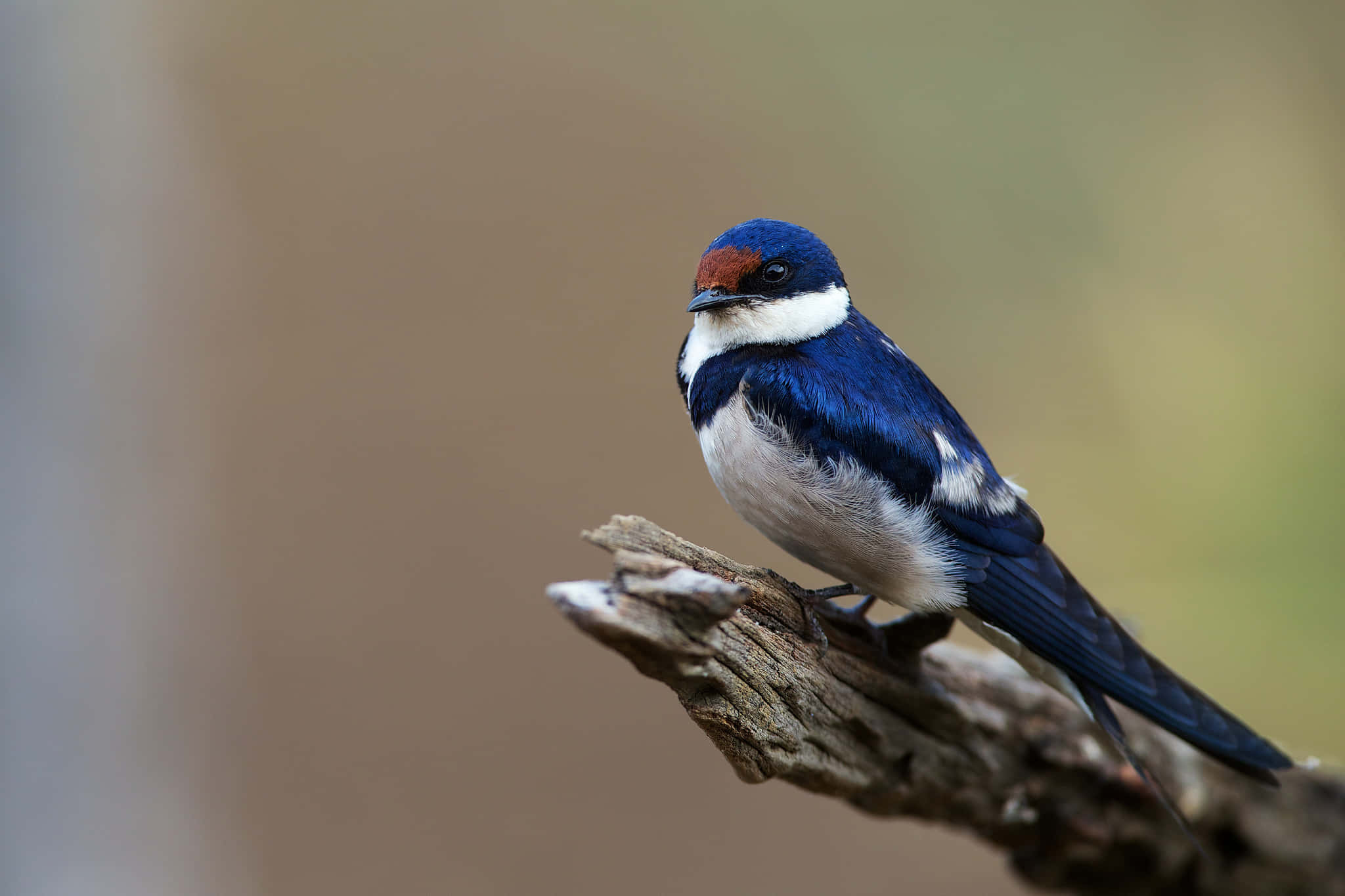 swallow, blue and white, rusty red forehead, Full HD Desktop Wallpaper