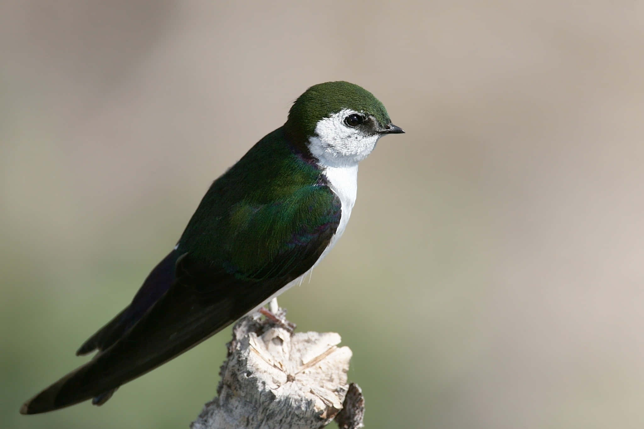 vibrant green, white bird, weathered tree stump, Full HD Desktop Wallpaper