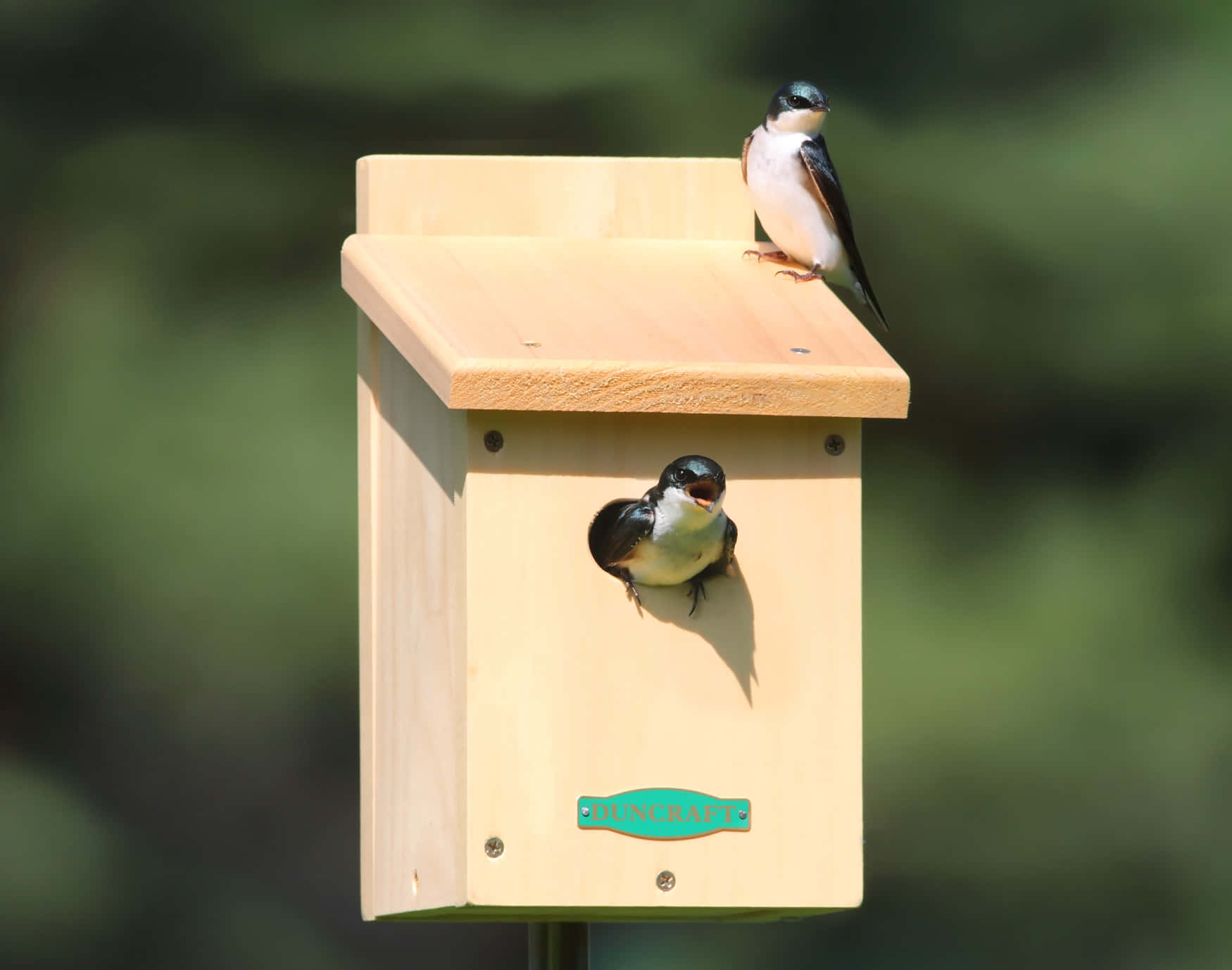 tree swallows, light wooden nesting box, soft green blurred background, HD Desktop Wallpaper