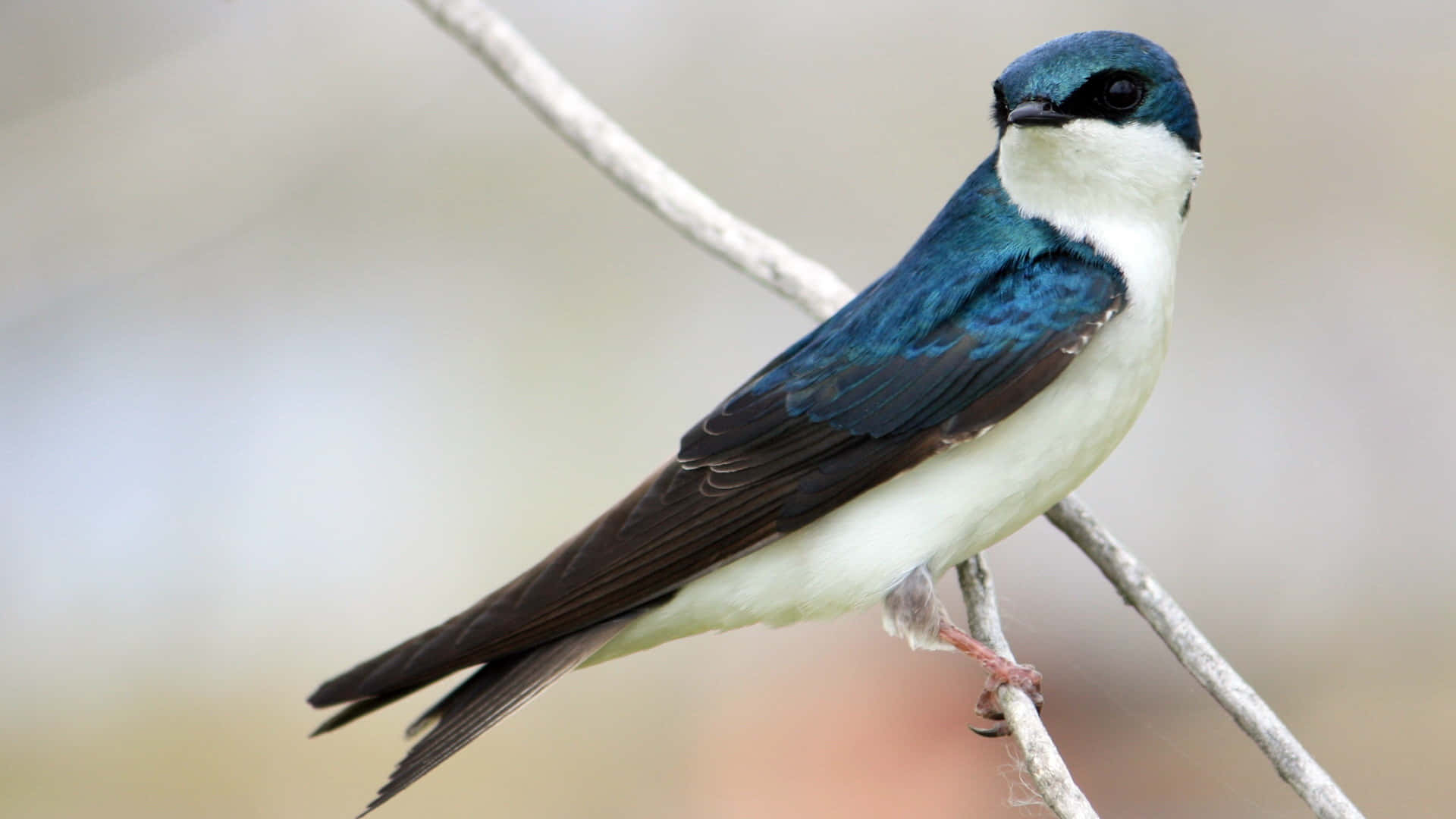 Swallow, blue and white, perched on a thin branch, Full HD Desktop Wallpaper