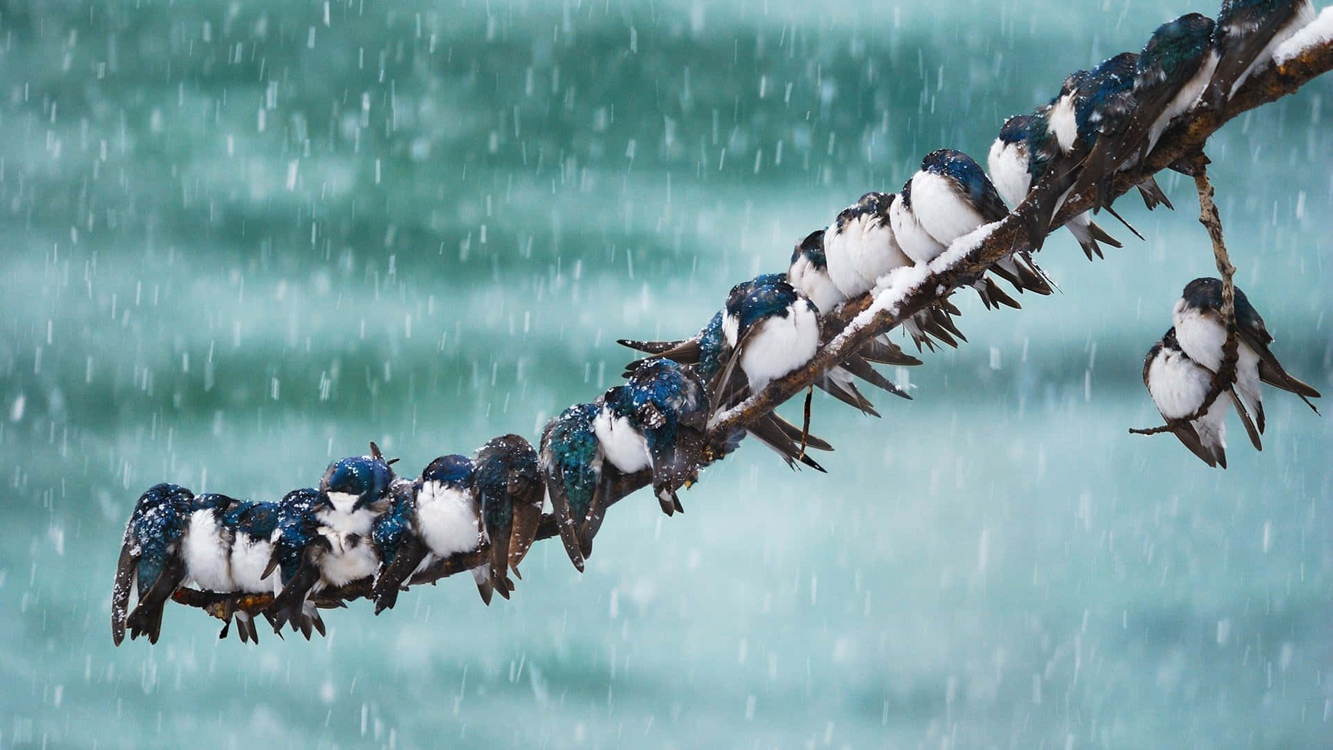 swallows, snow-dusted branch, rushing turquoise river, Full HD Desktop Wallpaper