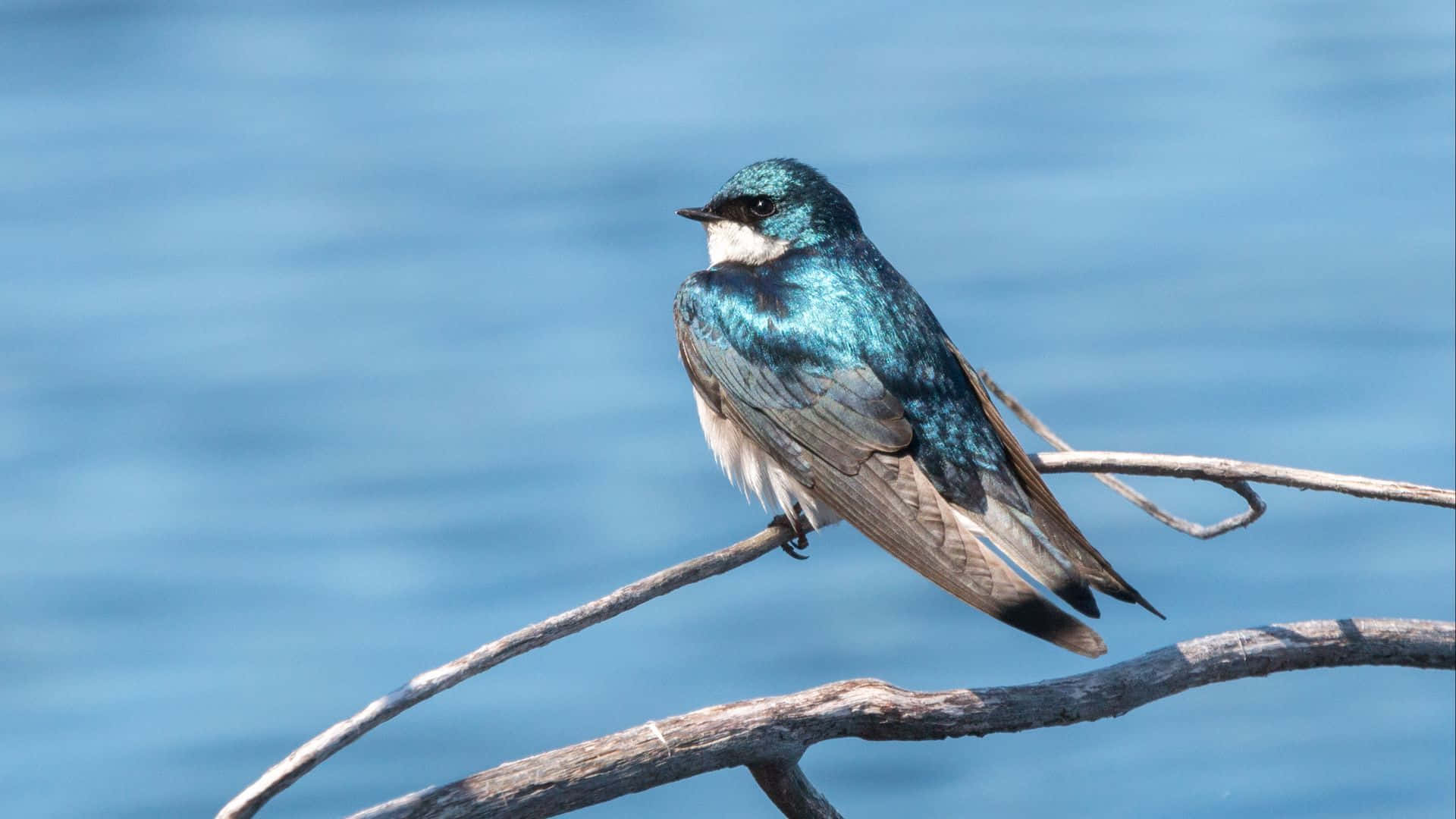 vibrant blue swallow, weathered branch, serene blurred water backdrop, Full HD Desktop Wallpaper