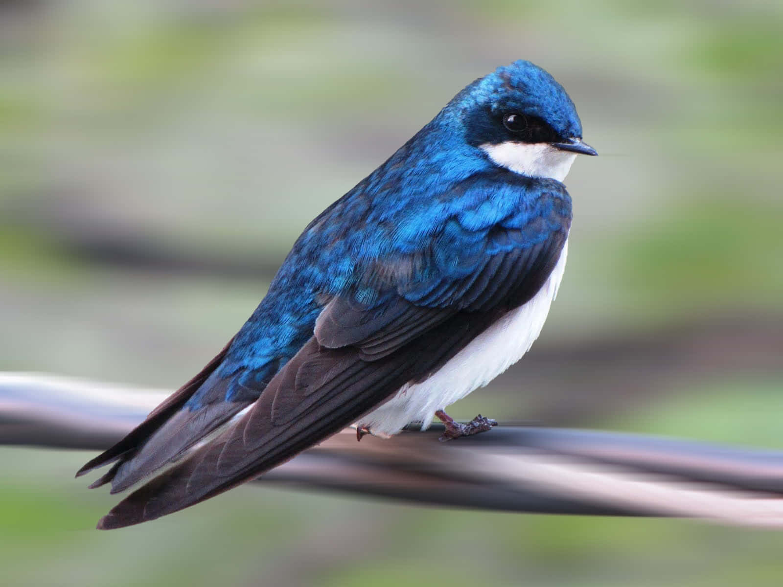 vibrant blue swallow, white underbelly, wire, HD Desktop Wallpaper