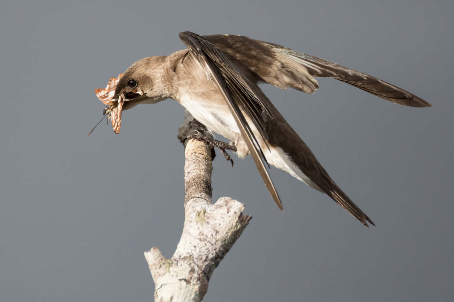 swallow, butterfly, white branch, HD Desktop Wallpaper