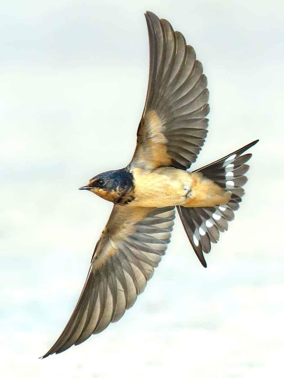 barn swallow, wings spread wide, soft pale sky, HD Phone Wallpaper