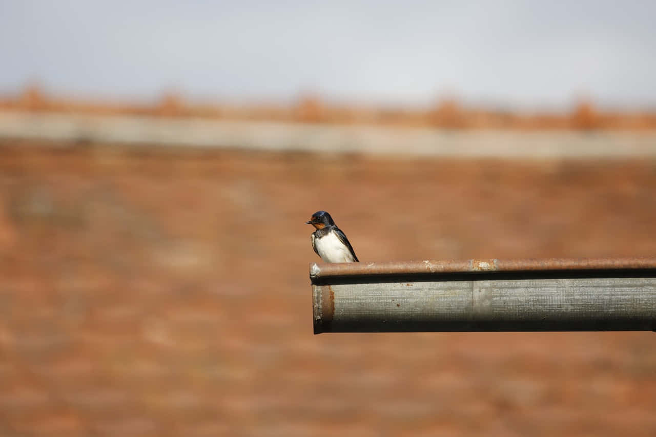 swallow, rusty metal pipe, blurred reddish-brown brick wall, HD Desktop Wallpaper