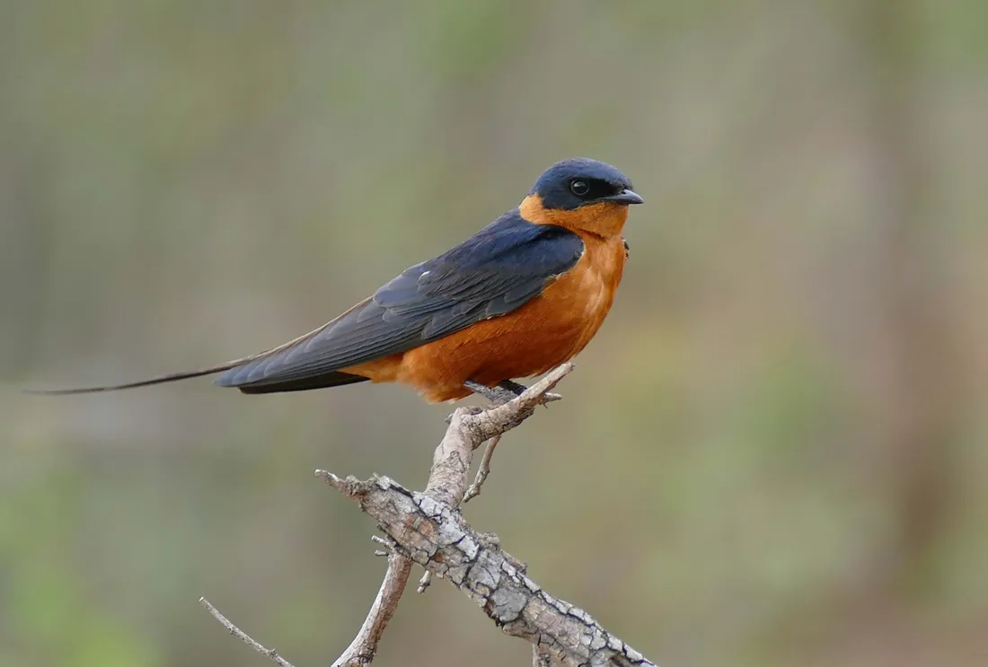 Swallow Wallpapers
