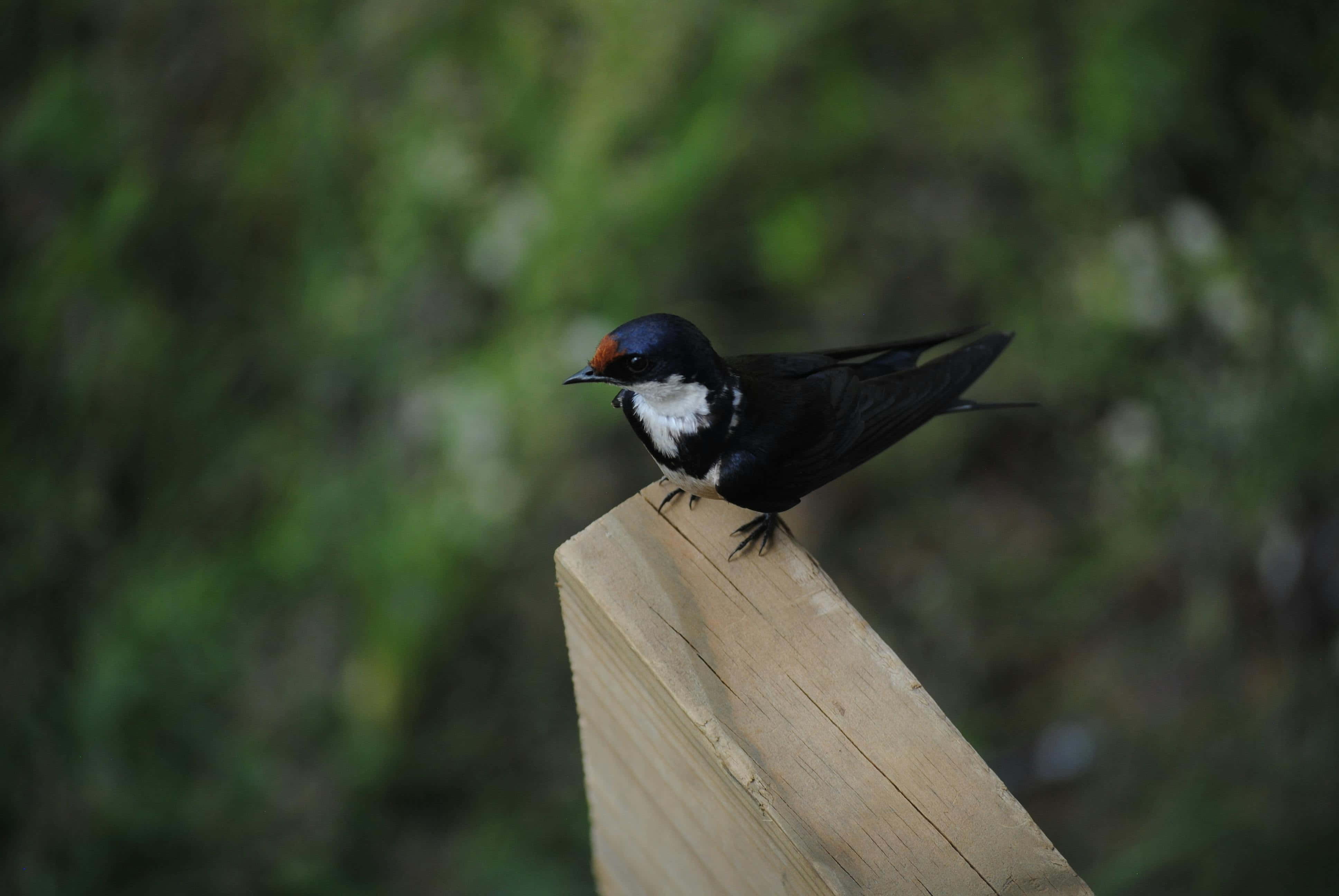 swallow, red forehead, white throat, 4K Desktop Wallpaper